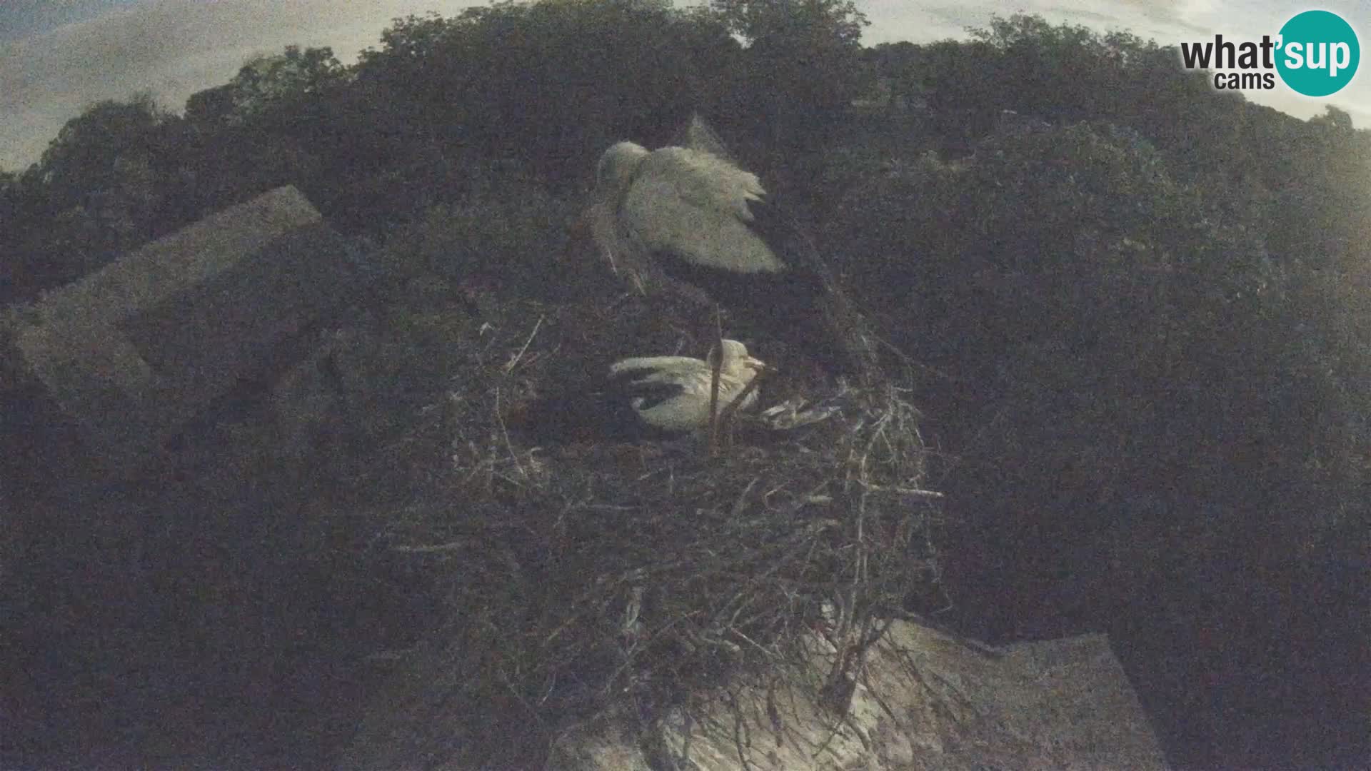 Pueblo europeo de cigüeñas camera en vivo Parque Natural Lonjsko polje