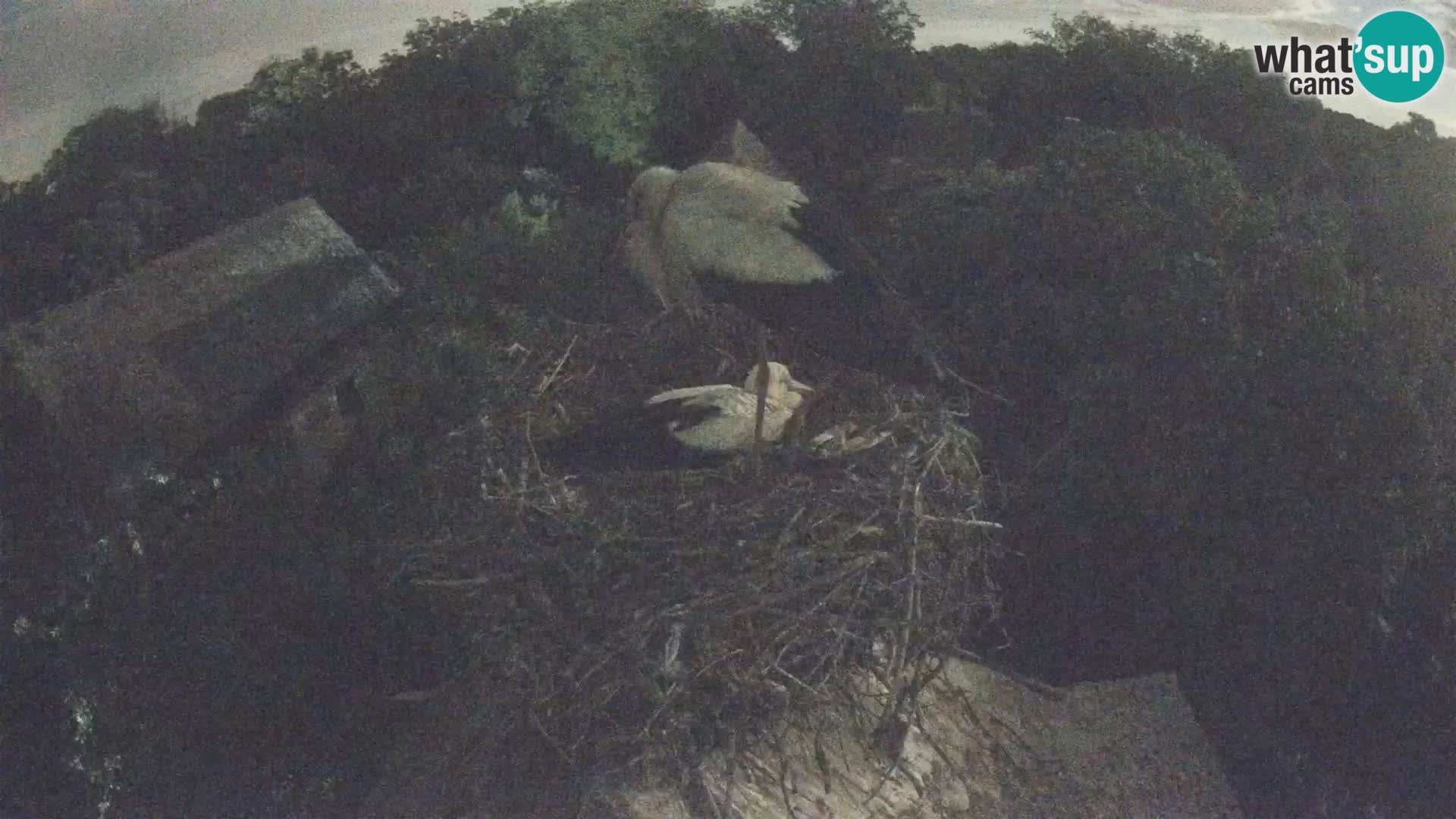 Webcam Europäisches Storchendorf – Naturpark Lonjsko polje