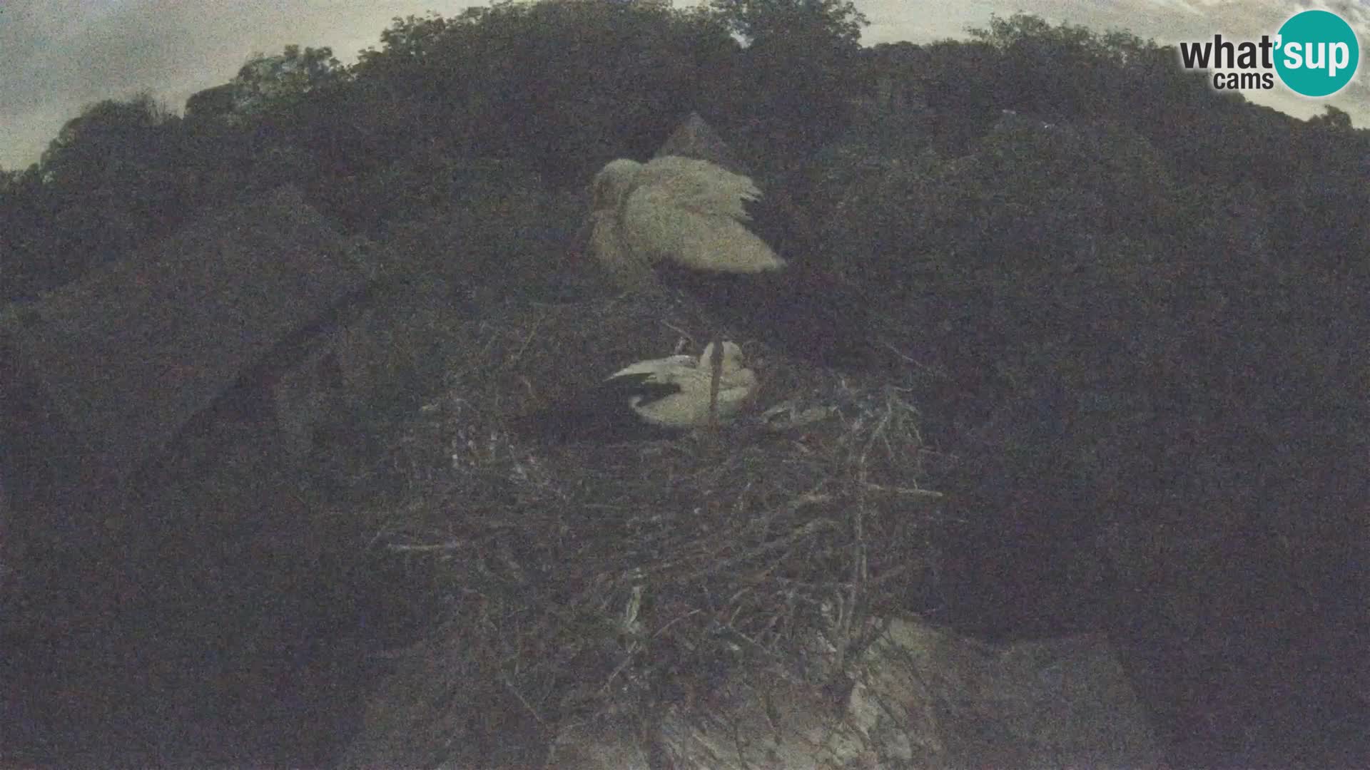 Villaggio delle cicogne europee webcam Parco naturale di Lonjsko polje