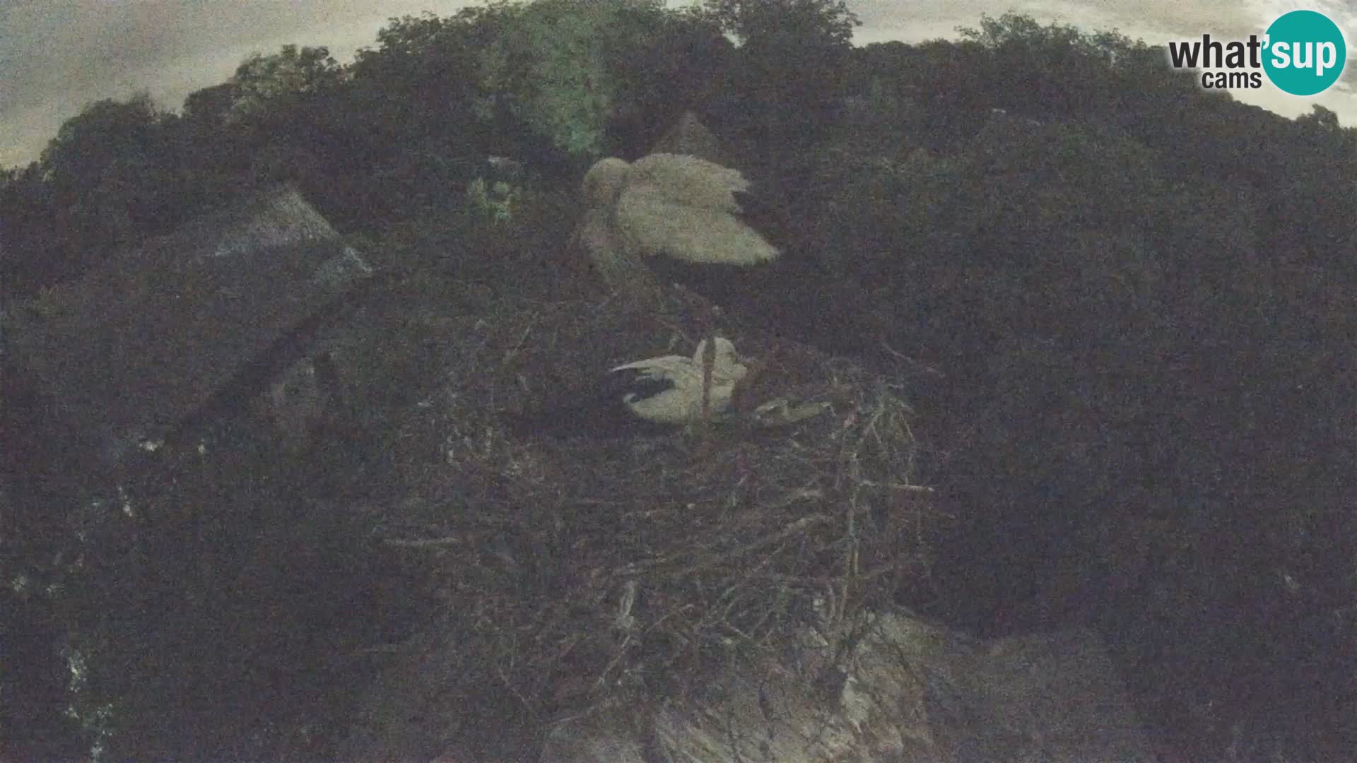 Evropska vas štorklje – Krajinski park Lonjsko polje spletna kamera