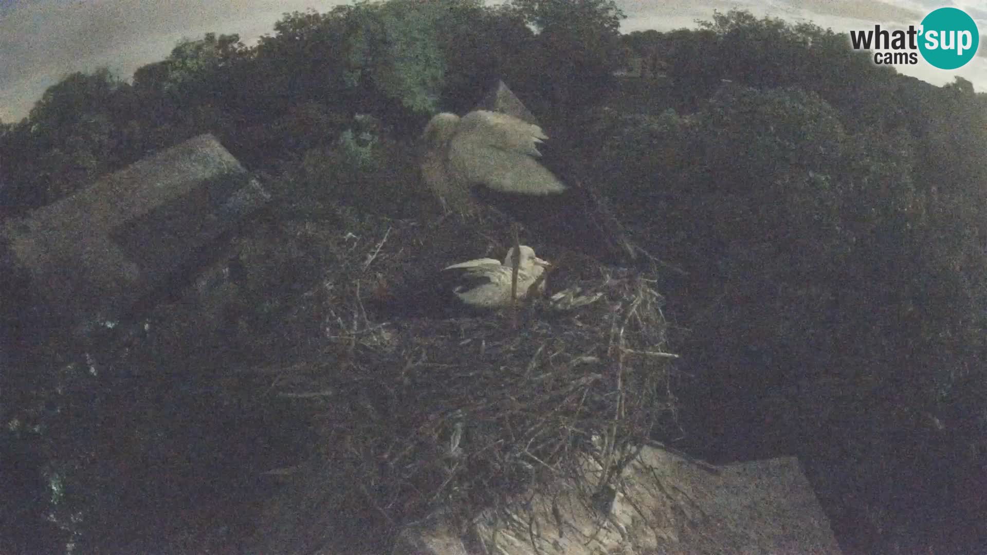 U živo Europsko selo roda – Park prirode Lonjsko polje