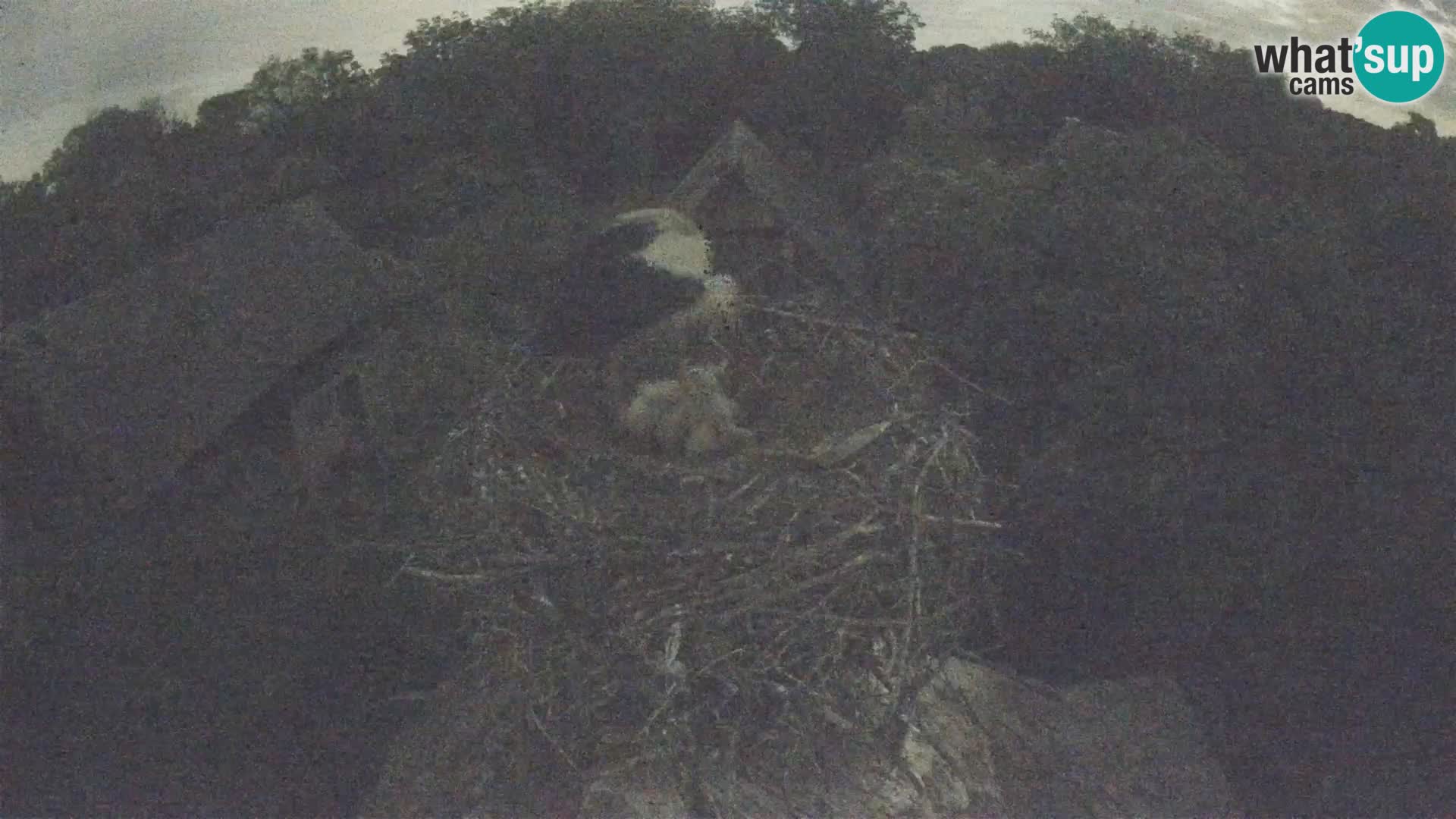 Villaggio delle cicogne europee webcam Parco naturale di Lonjsko polje