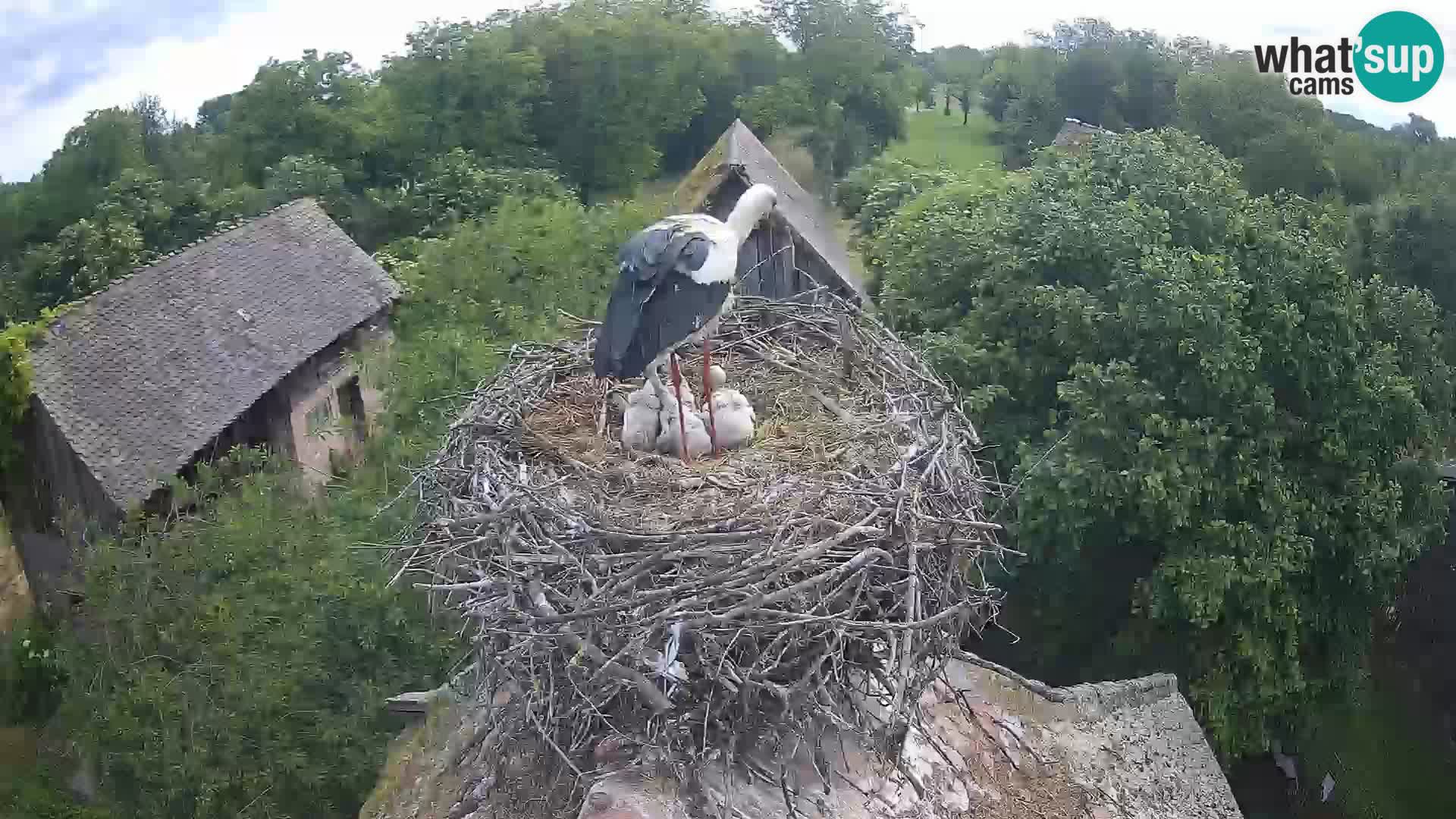 Pueblo europeo de cigüeñas camera en vivo Parque Natural Lonjsko polje