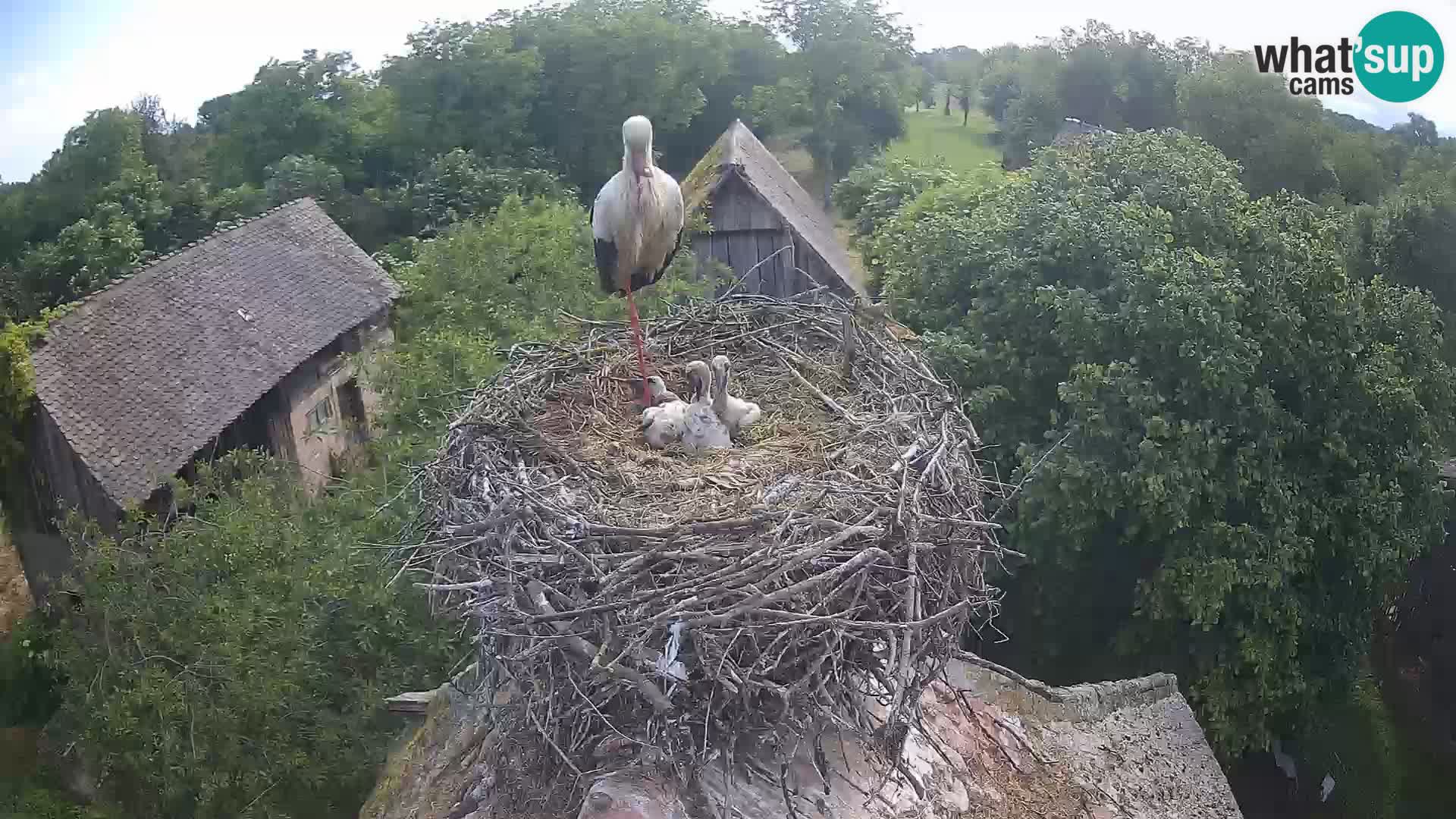 Villaggio delle cicogne europee webcam Parco naturale di Lonjsko polje