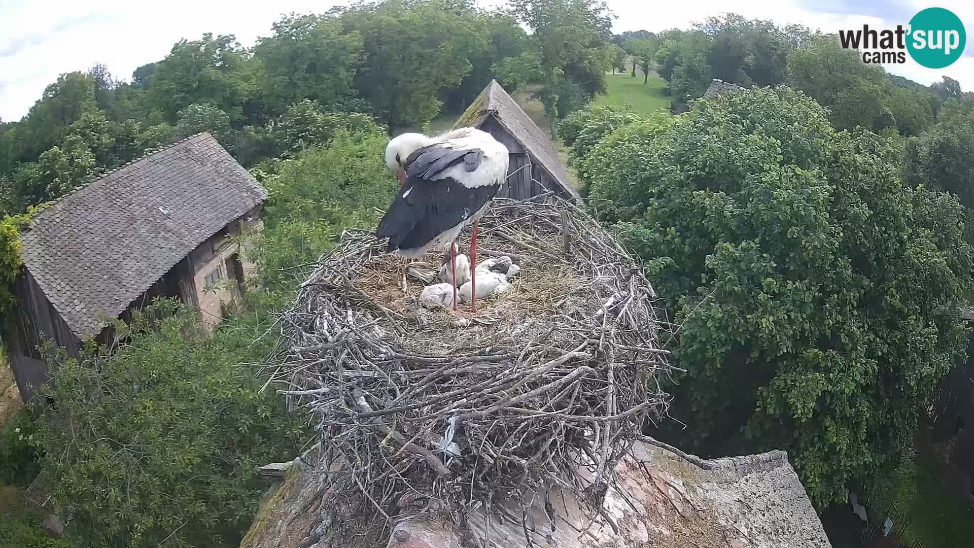 Pueblo europeo de cigüeñas camera en vivo Parque Natural Lonjsko polje