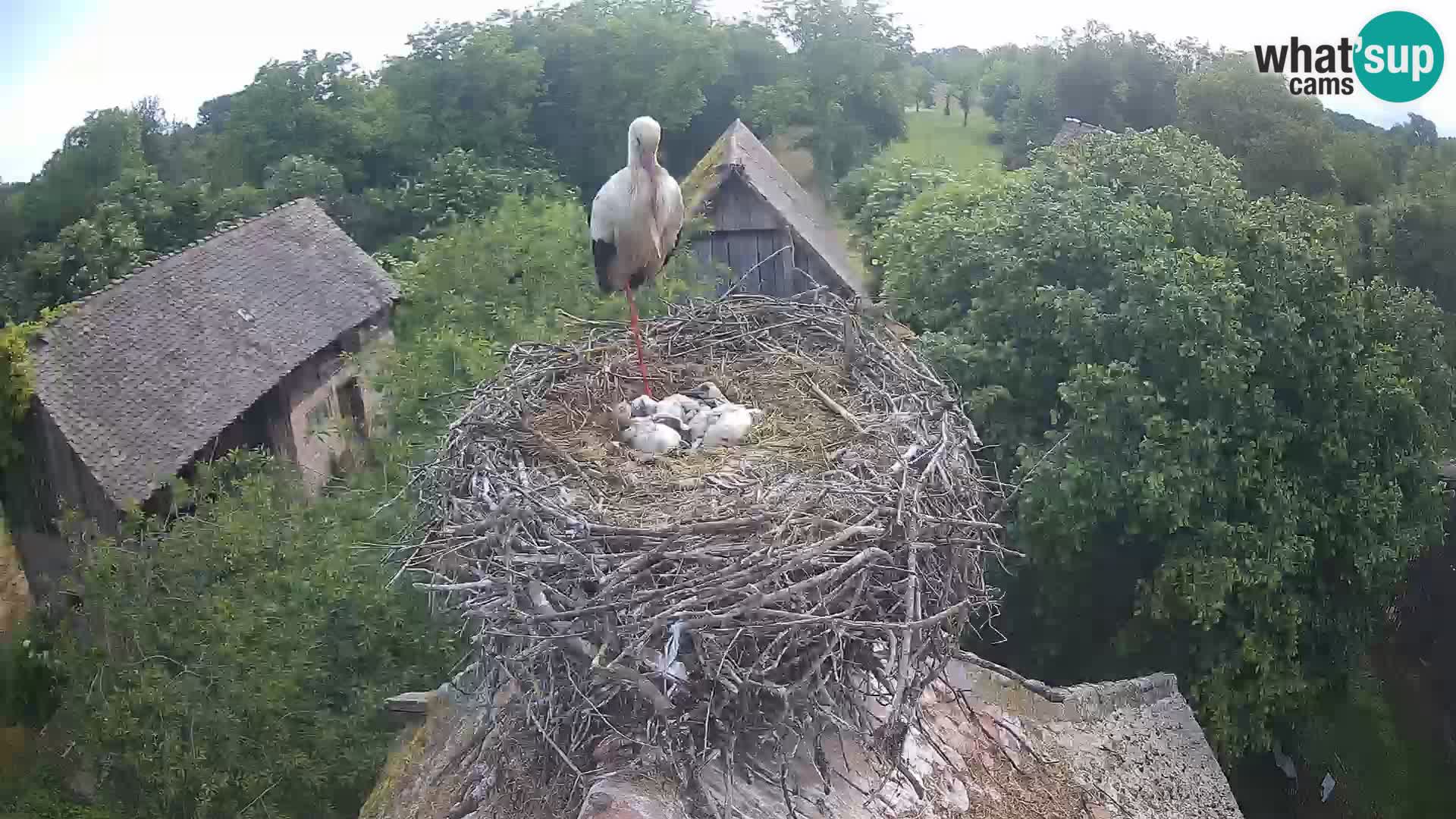 Live webcam European stork village – Lonjsko polje Nature Park