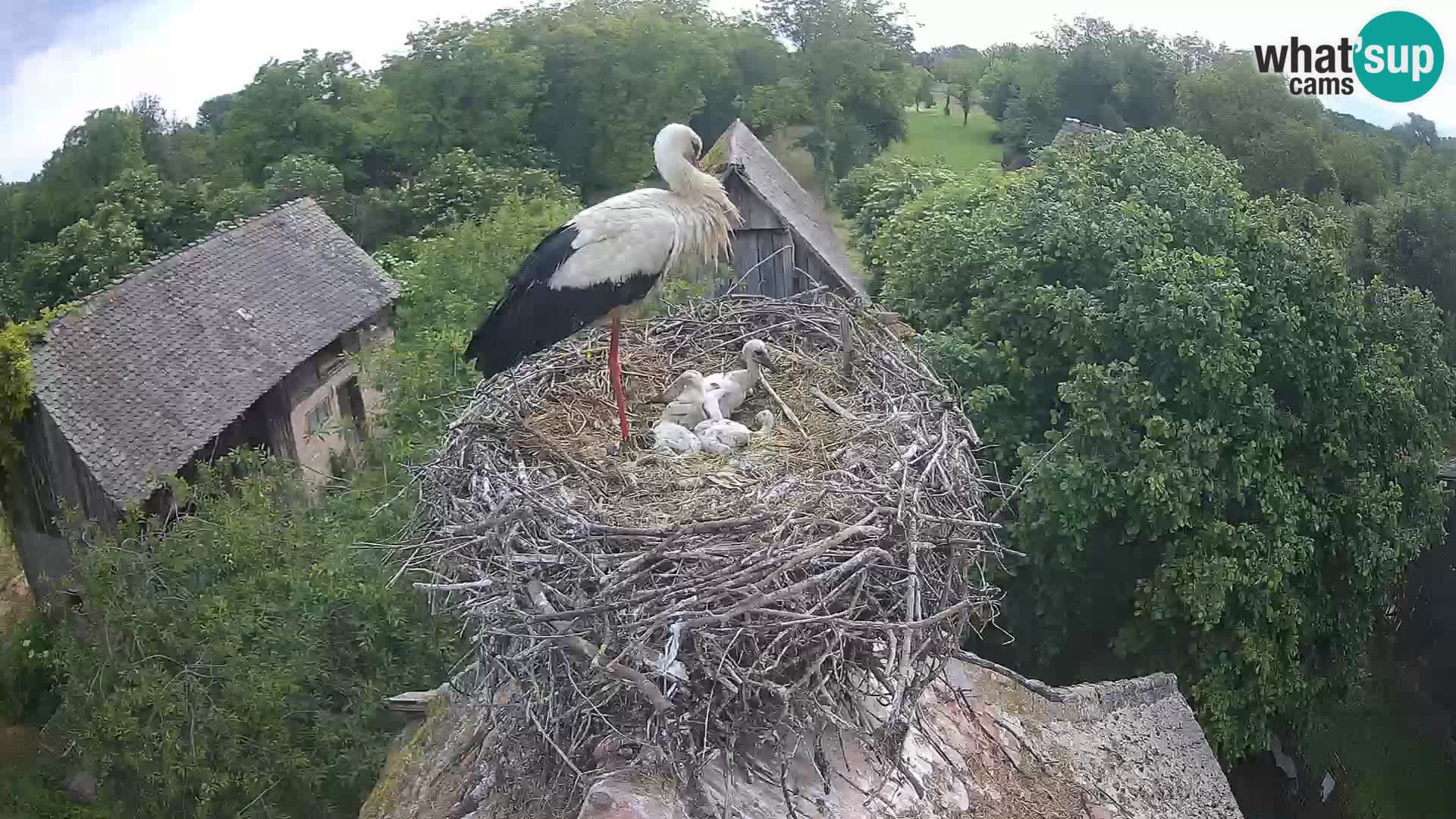 Webcam Europäisches Storchendorf – Naturpark Lonjsko polje