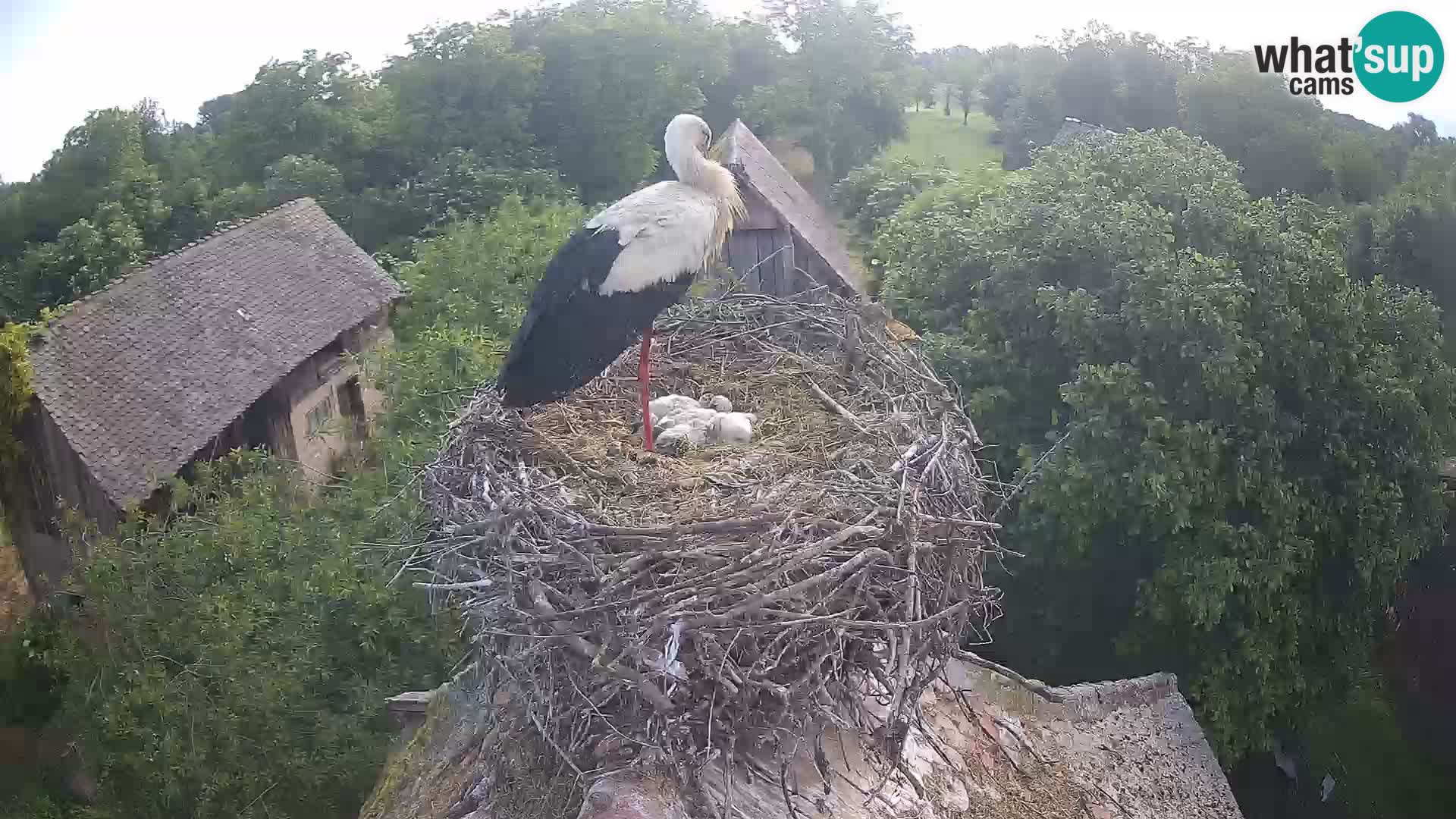 Village européen de cigognes webcam Parc naturel de Lonjsko polje