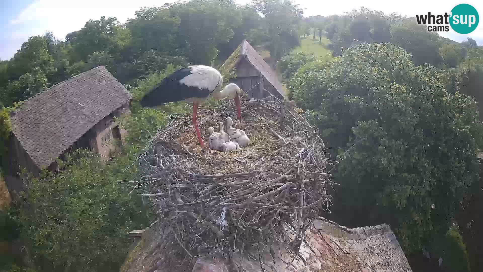 Pueblo europeo de cigüeñas camera en vivo Parque Natural Lonjsko polje