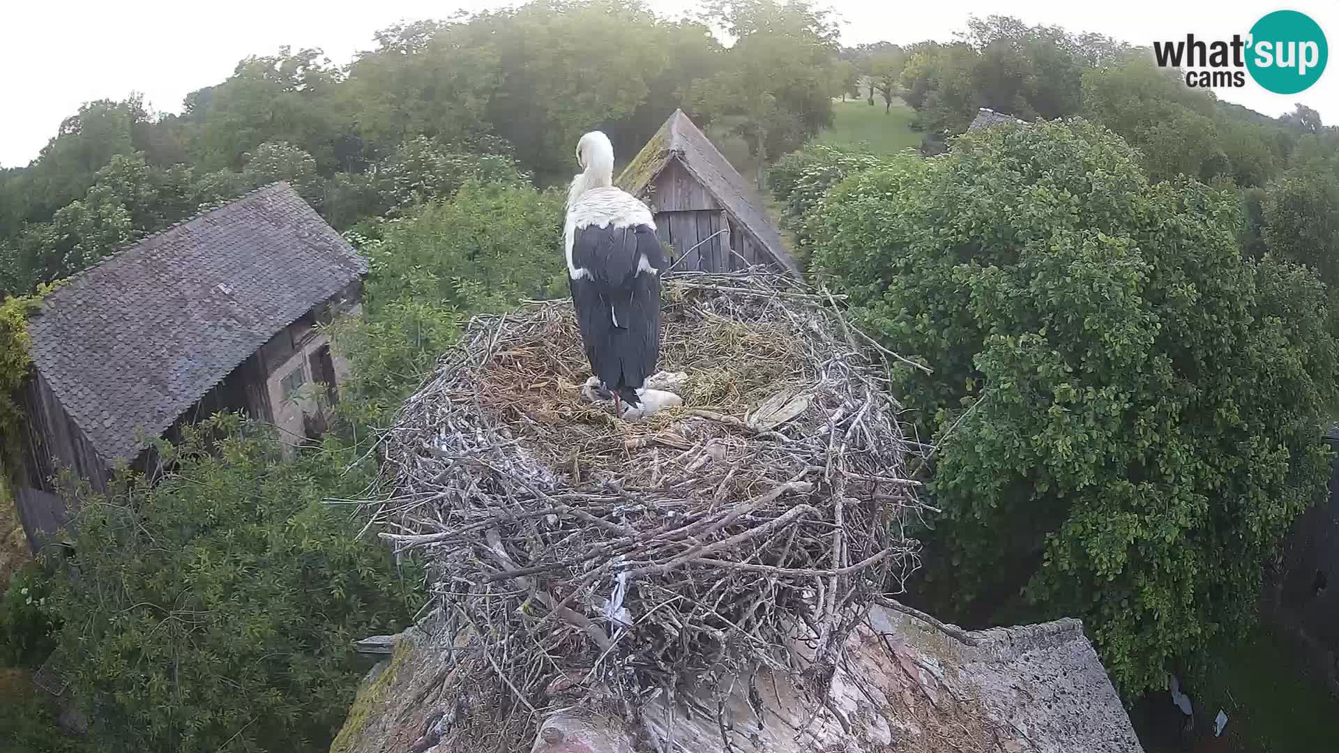 Live webcam European stork village – Lonjsko polje Nature Park