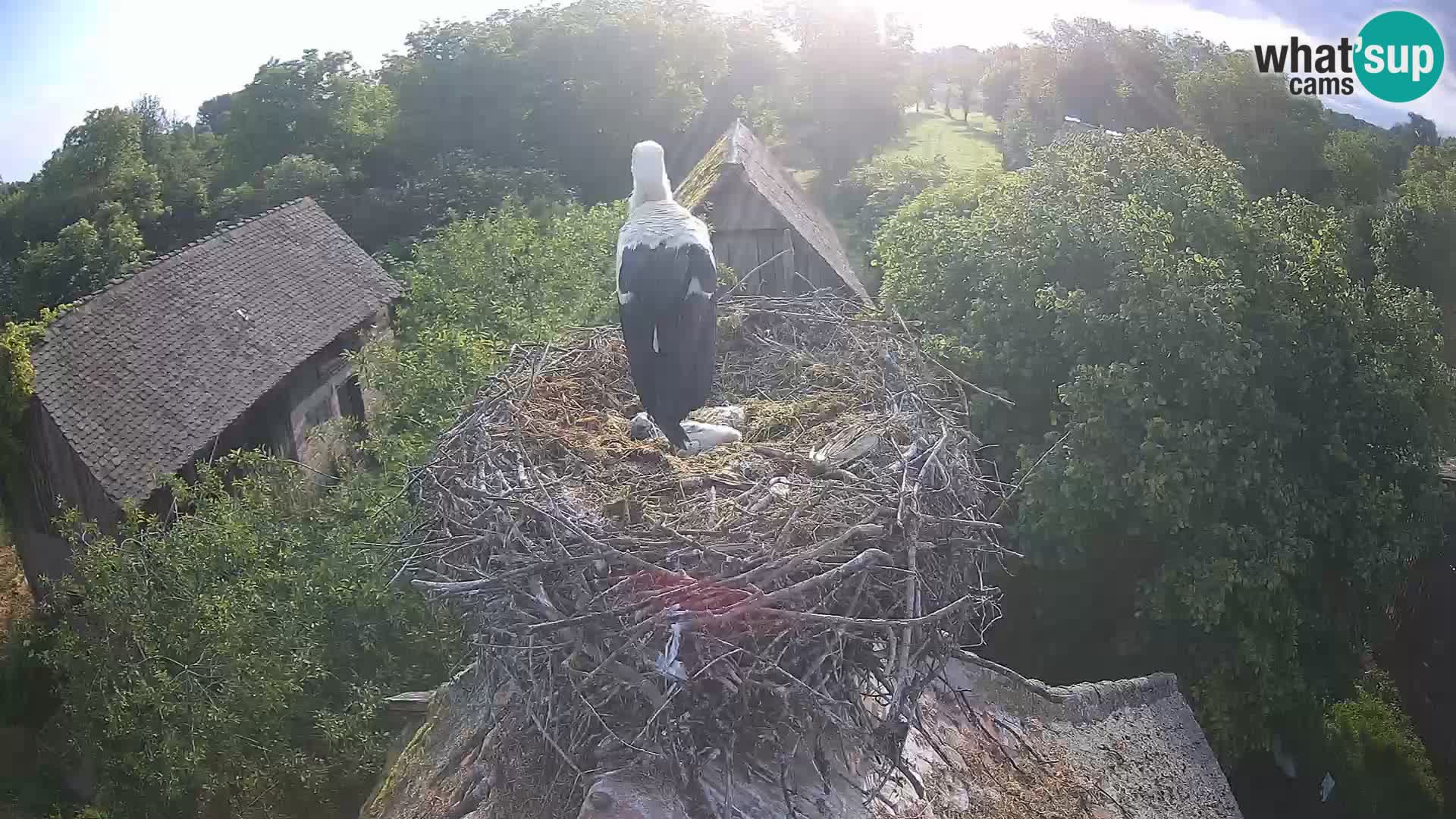 Webcam Europäisches Storchendorf – Naturpark Lonjsko polje