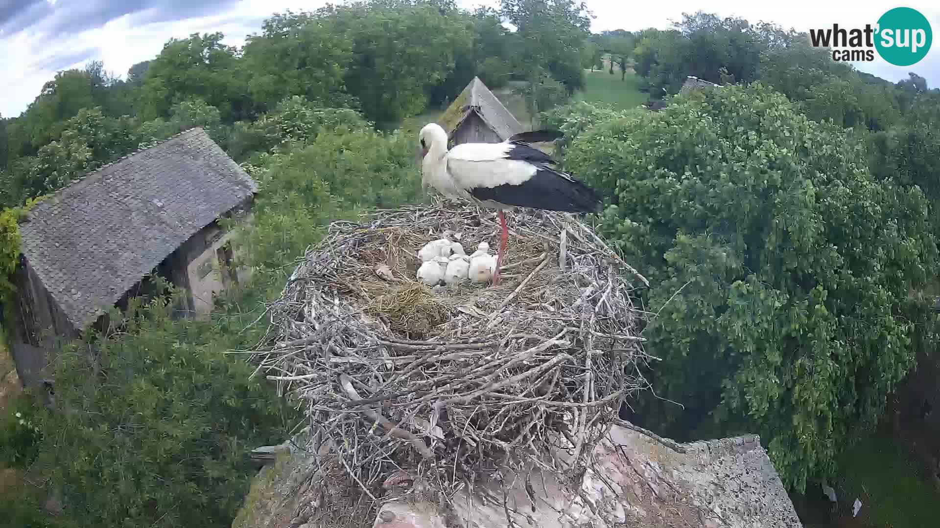 Live webcam European stork village – Lonjsko polje Nature Park