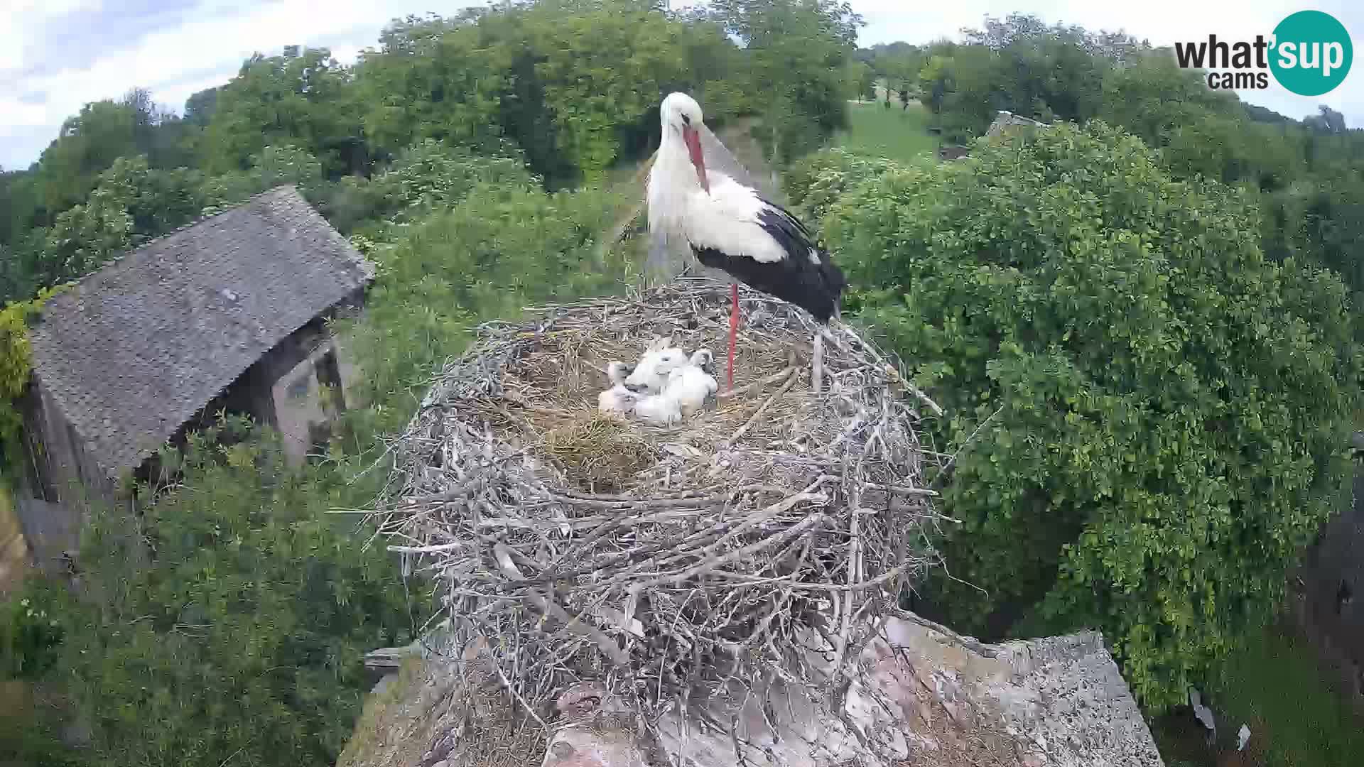Village européen de cigognes webcam Parc naturel de Lonjsko polje