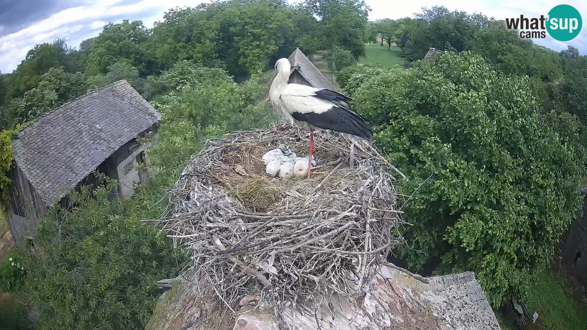 Village européen de cigognes webcam Parc naturel de Lonjsko polje
