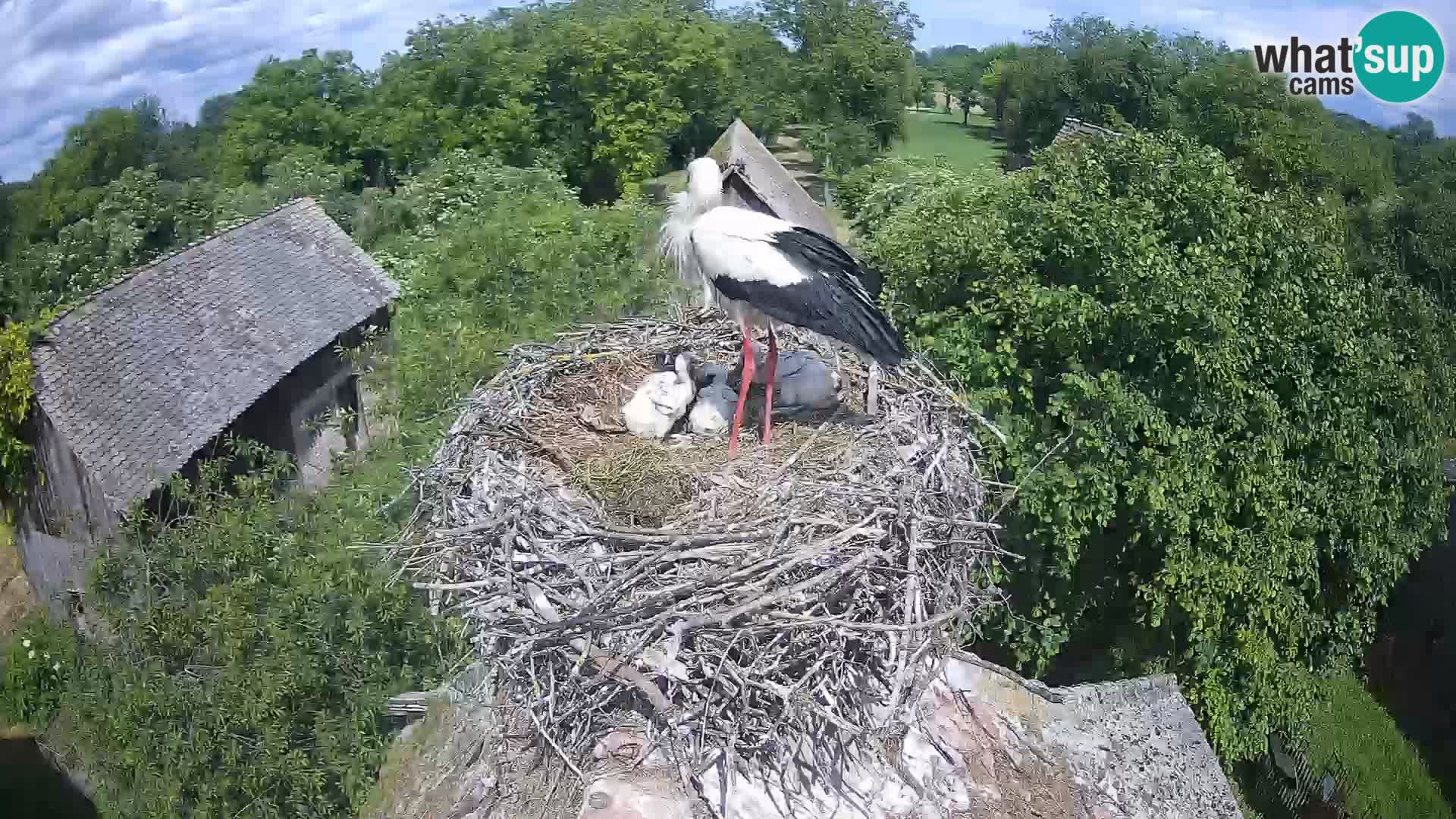 Villaggio delle cicogne europee webcam Parco naturale di Lonjsko polje