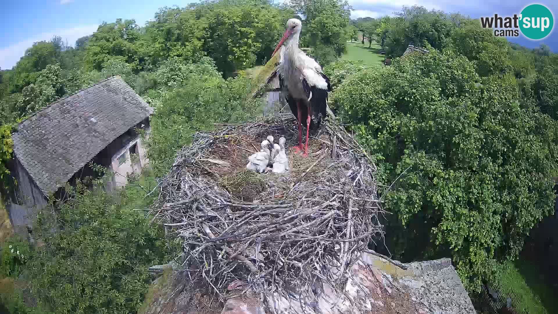 Village européen de cigognes webcam Parc naturel de Lonjsko polje