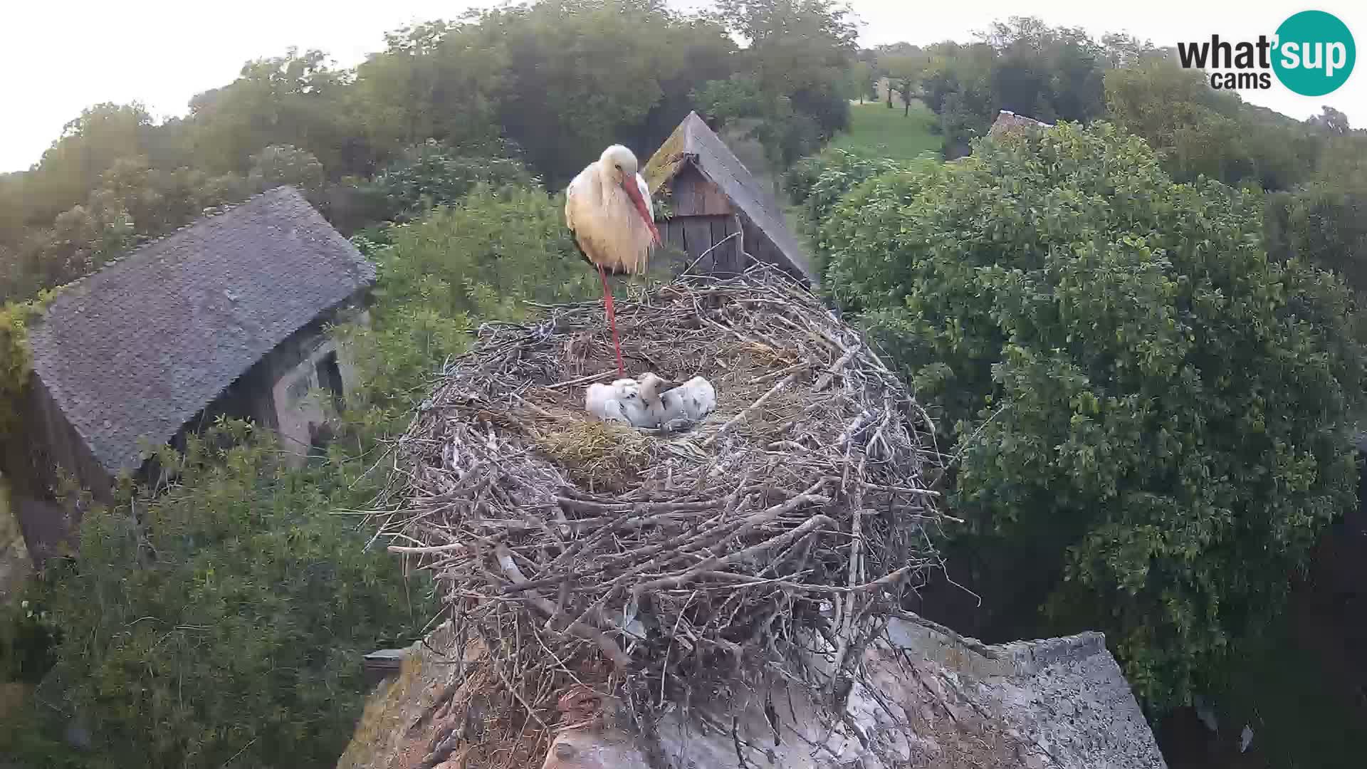 Village européen de cigognes webcam Parc naturel de Lonjsko polje