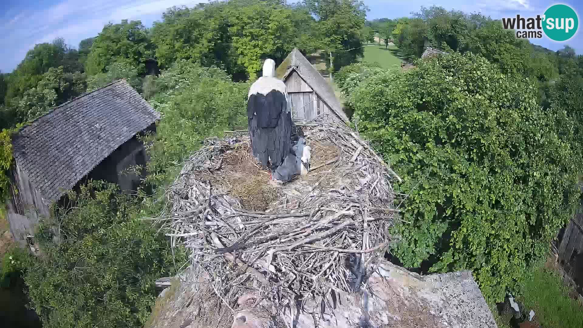 Villaggio delle cicogne europee webcam Parco naturale di Lonjsko polje