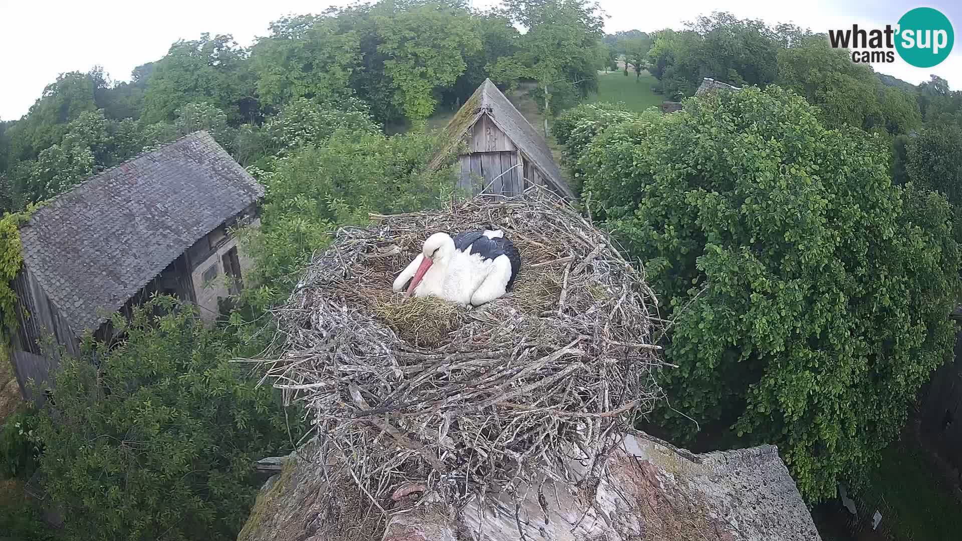 Pueblo europeo de cigüeñas camera en vivo Parque Natural Lonjsko polje