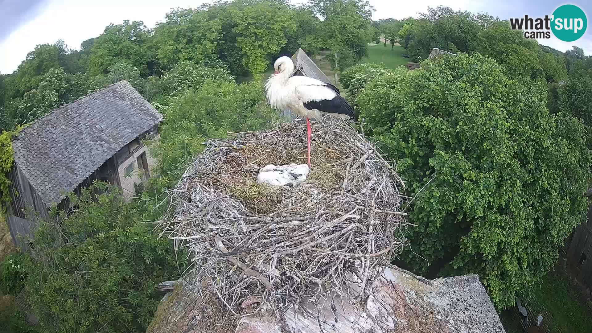 Villaggio delle cicogne europee webcam Parco naturale di Lonjsko polje