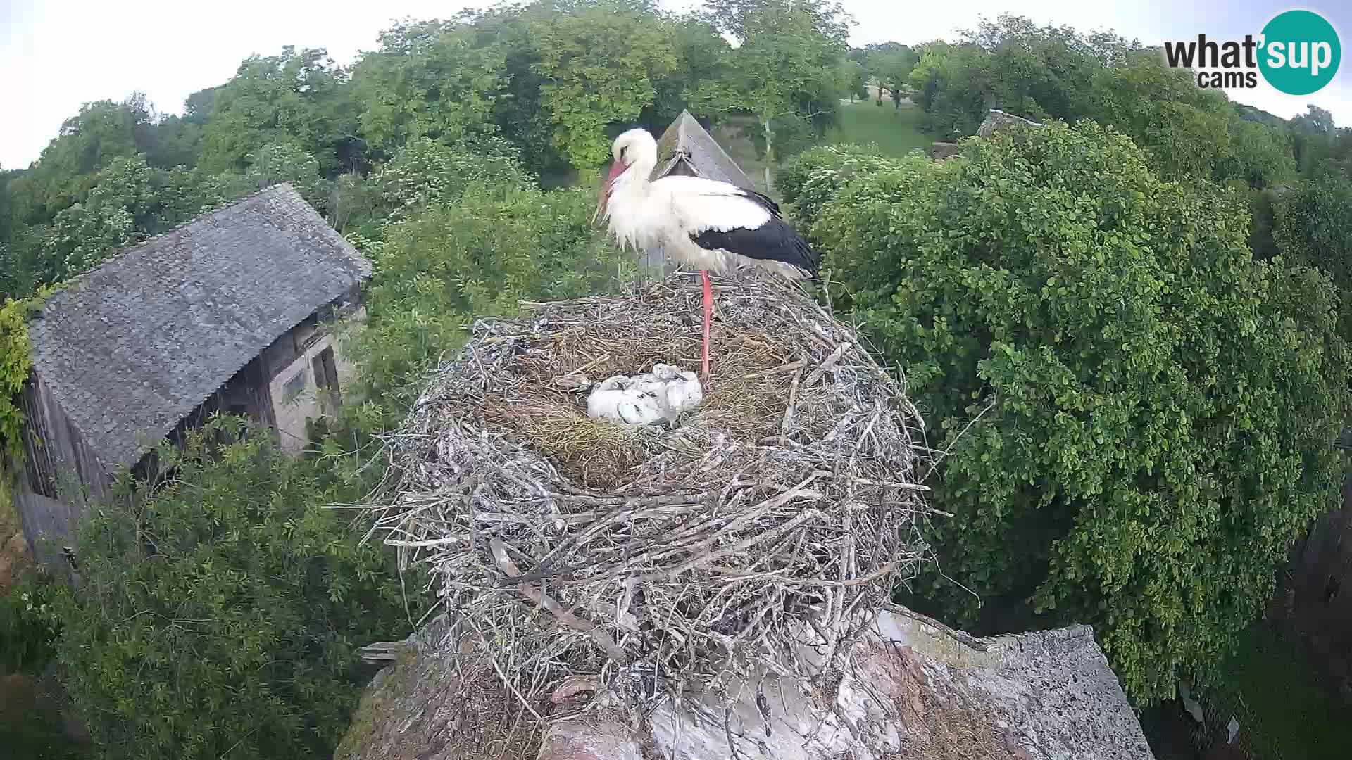 Pueblo europeo de cigüeñas camera en vivo Parque Natural Lonjsko polje