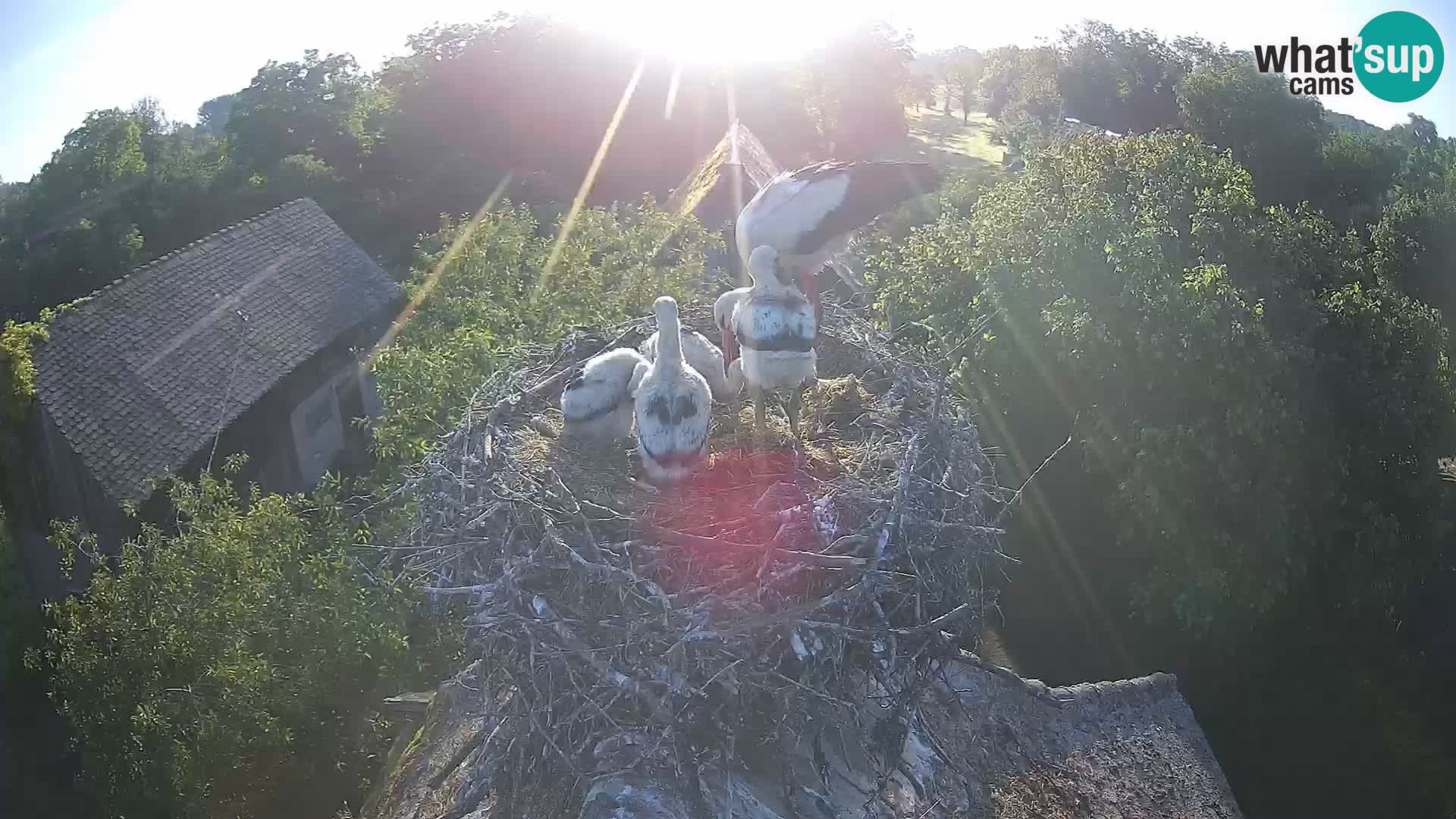 Village européen de cigognes webcam Parc naturel de Lonjsko polje