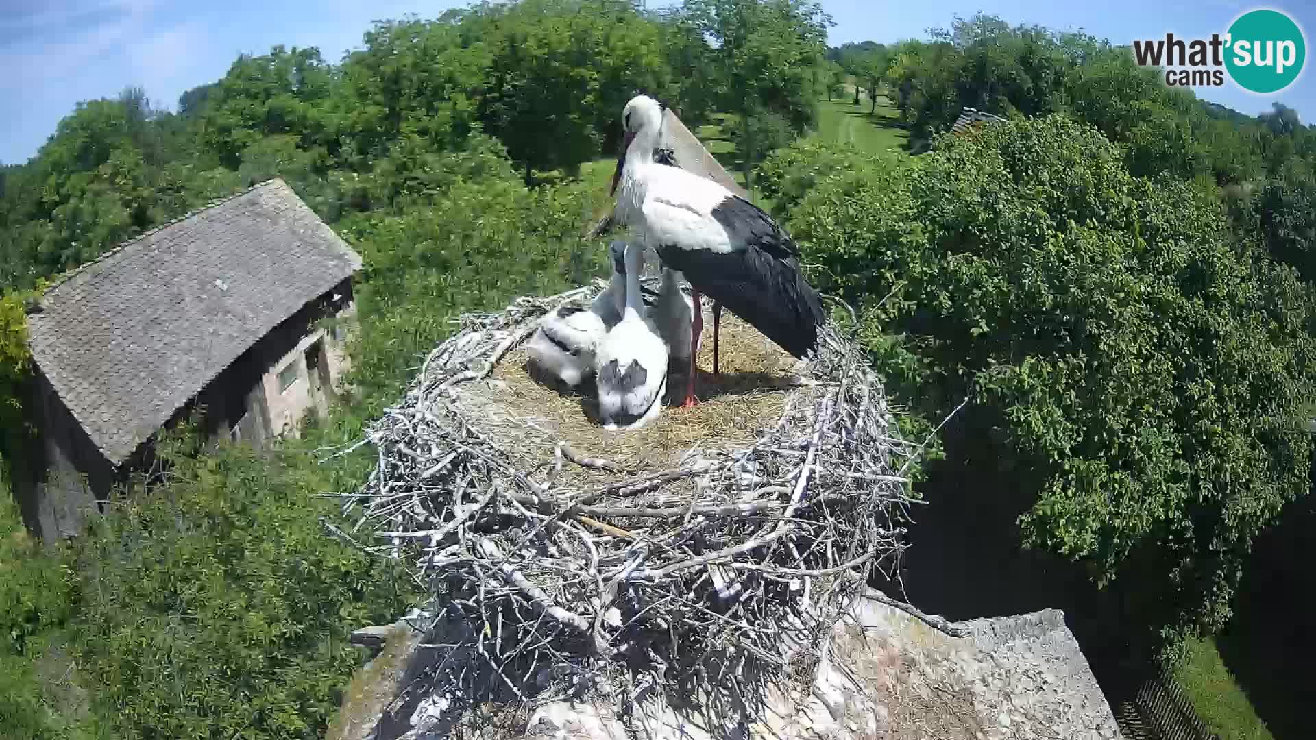 Live webcam European stork village – Lonjsko polje Nature Park