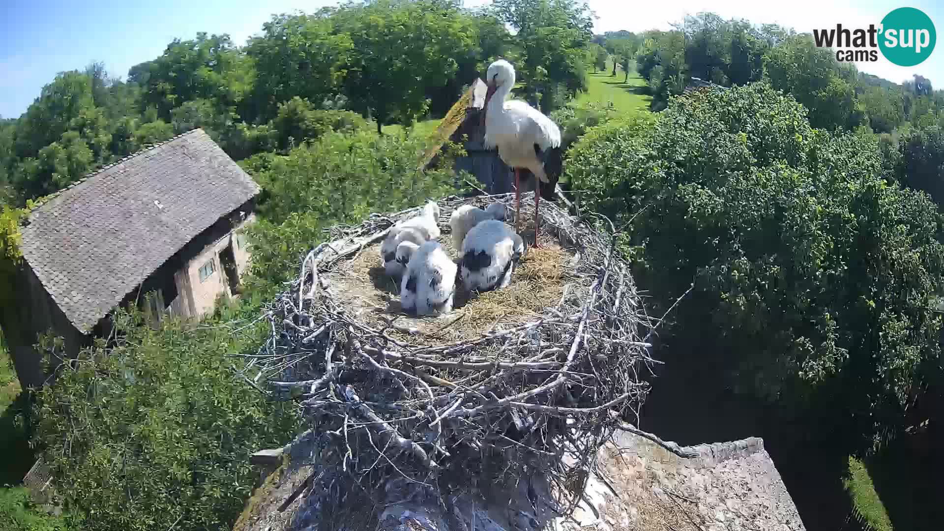 Villaggio delle cicogne europee webcam Parco naturale di Lonjsko polje