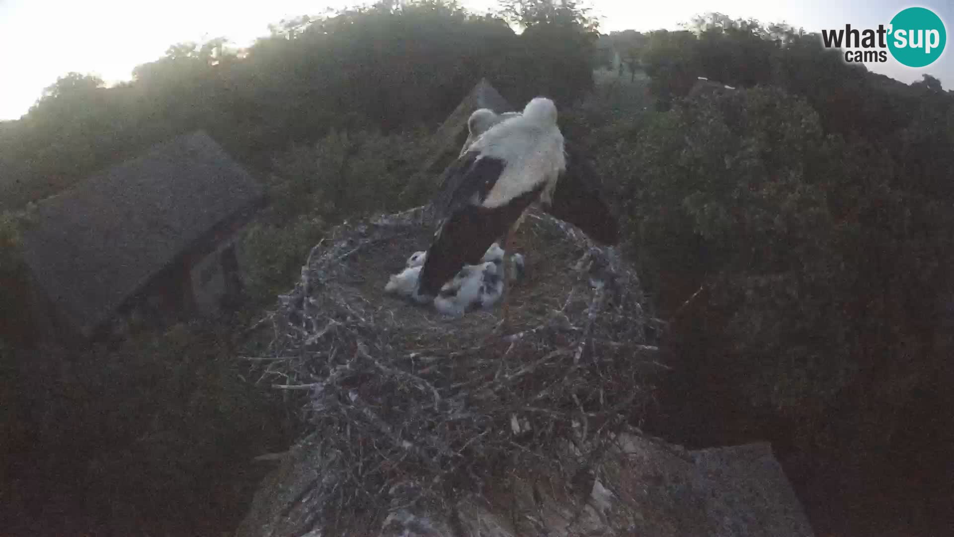 Villaggio delle cicogne europee webcam Parco naturale di Lonjsko polje