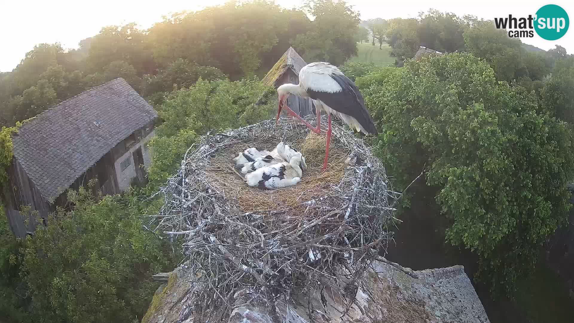Live webcam European stork village – Lonjsko polje Nature Park