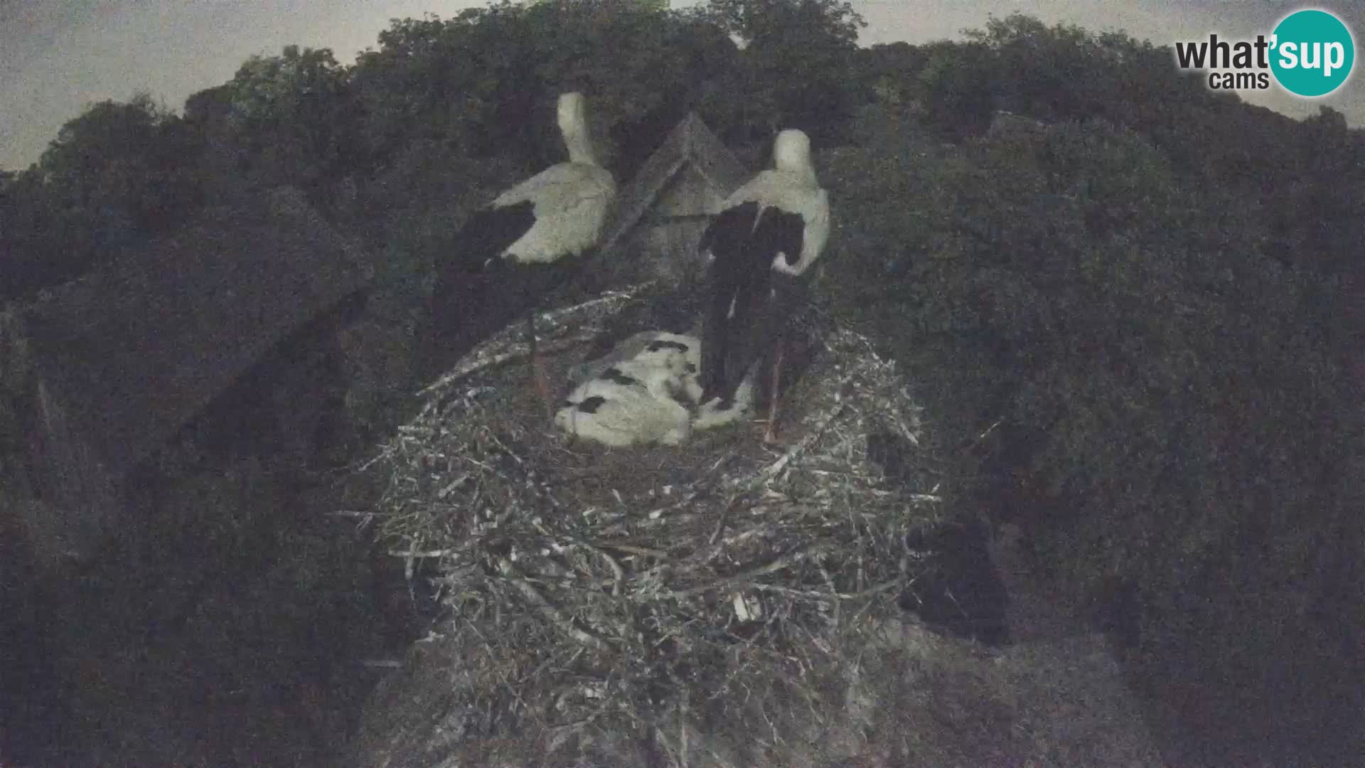 Villaggio delle cicogne europee webcam Parco naturale di Lonjsko polje