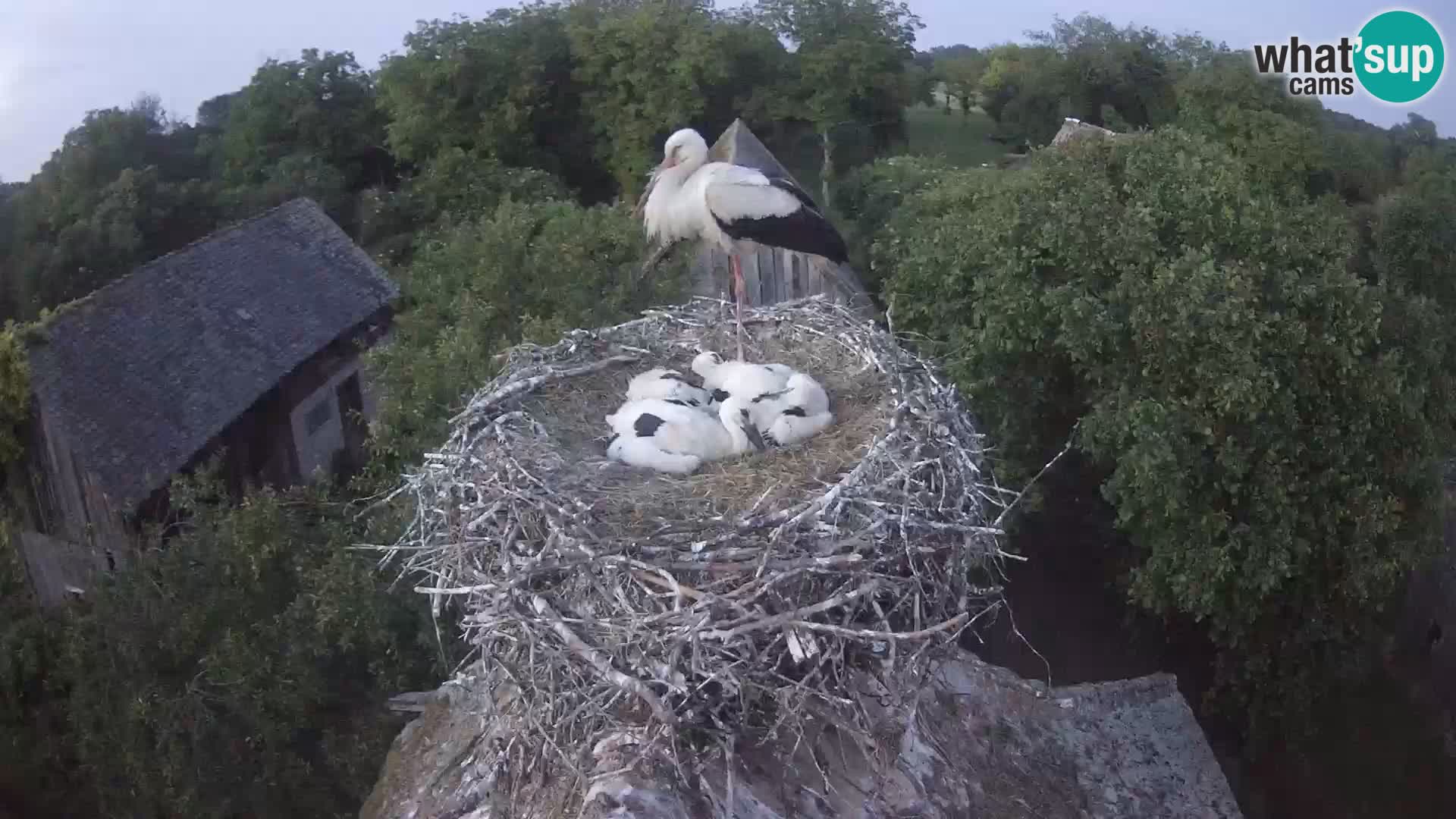 Webcam Europäisches Storchendorf – Naturpark Lonjsko polje