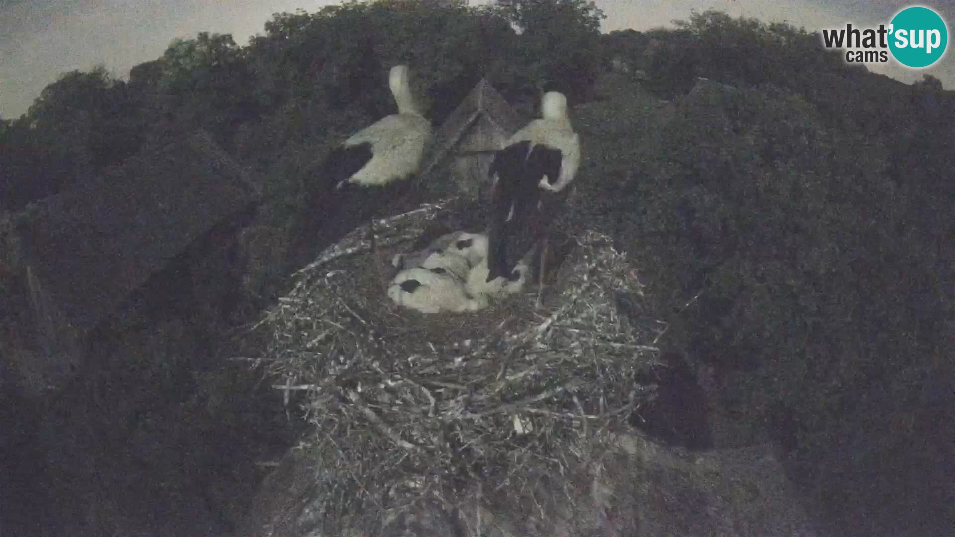 Pueblo europeo de cigüeñas camera en vivo Parque Natural Lonjsko polje