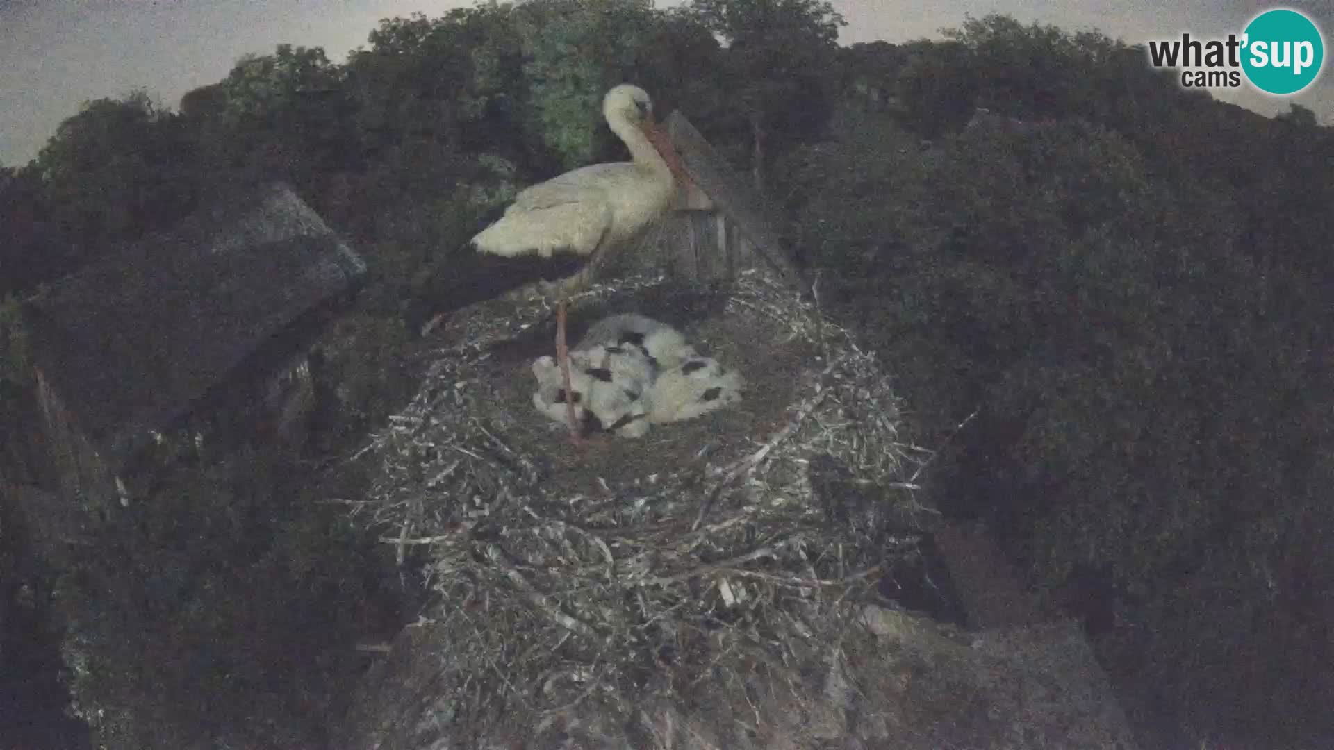 Live webcam European stork village – Lonjsko polje Nature Park