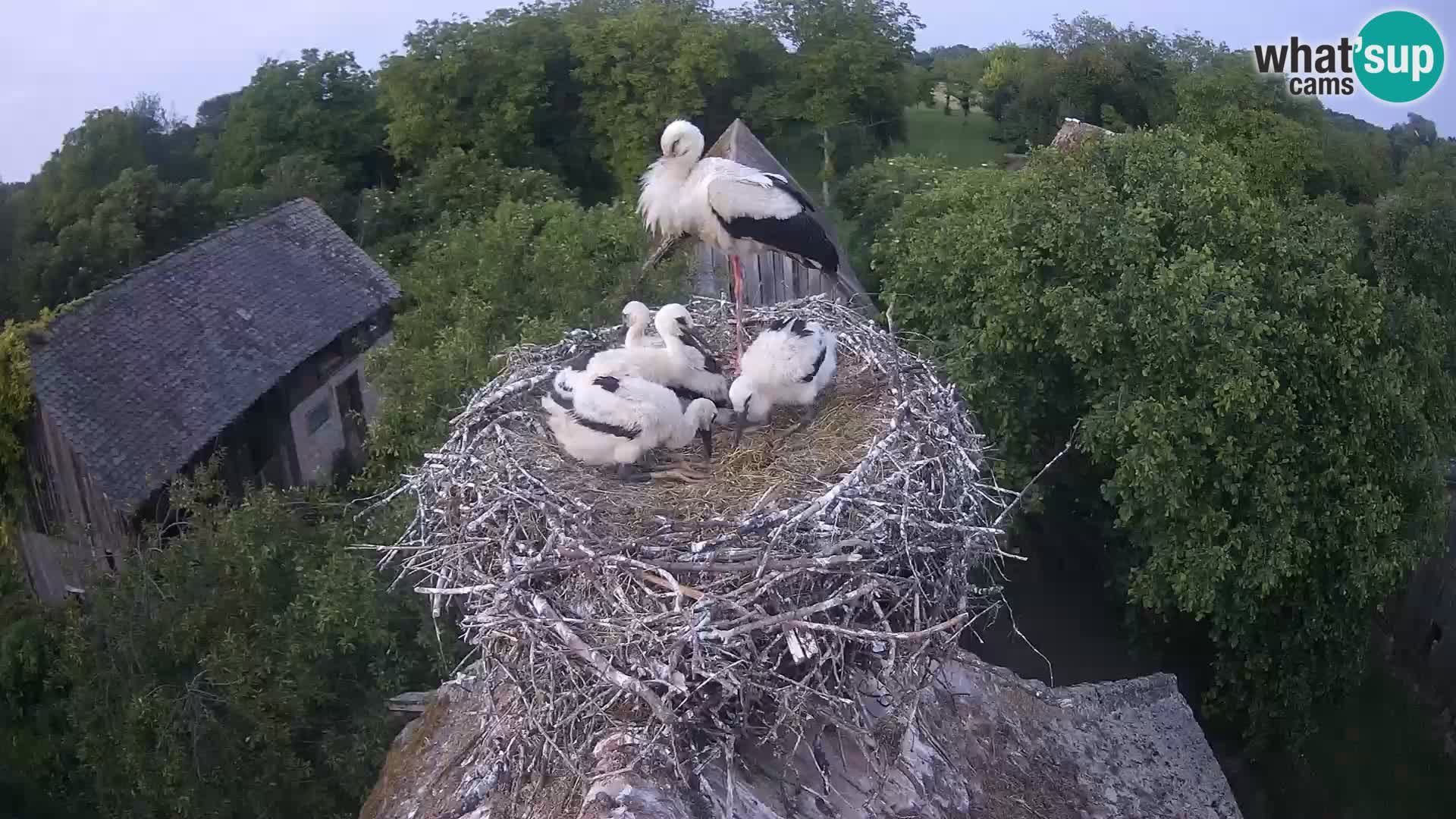 Village européen de cigognes webcam Parc naturel de Lonjsko polje
