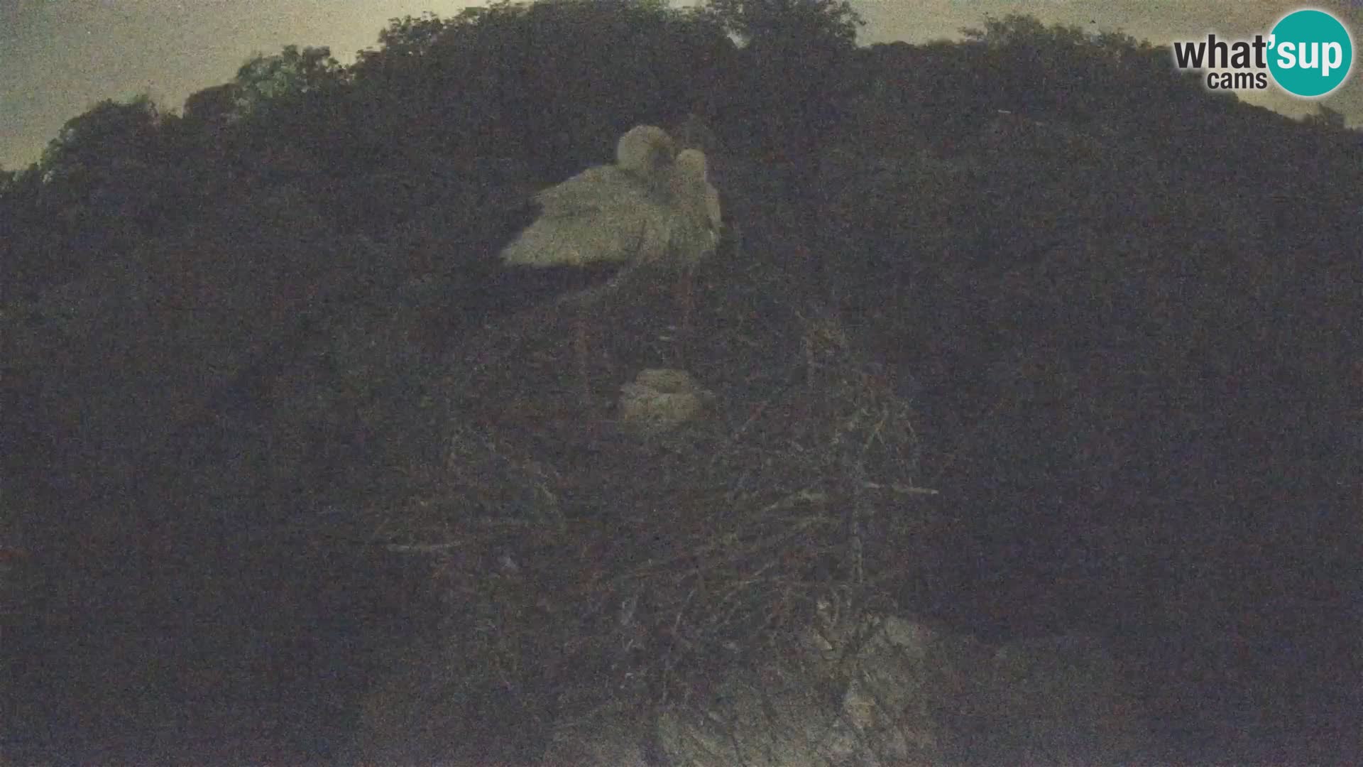 Villaggio delle cicogne europee webcam Parco naturale di Lonjsko polje