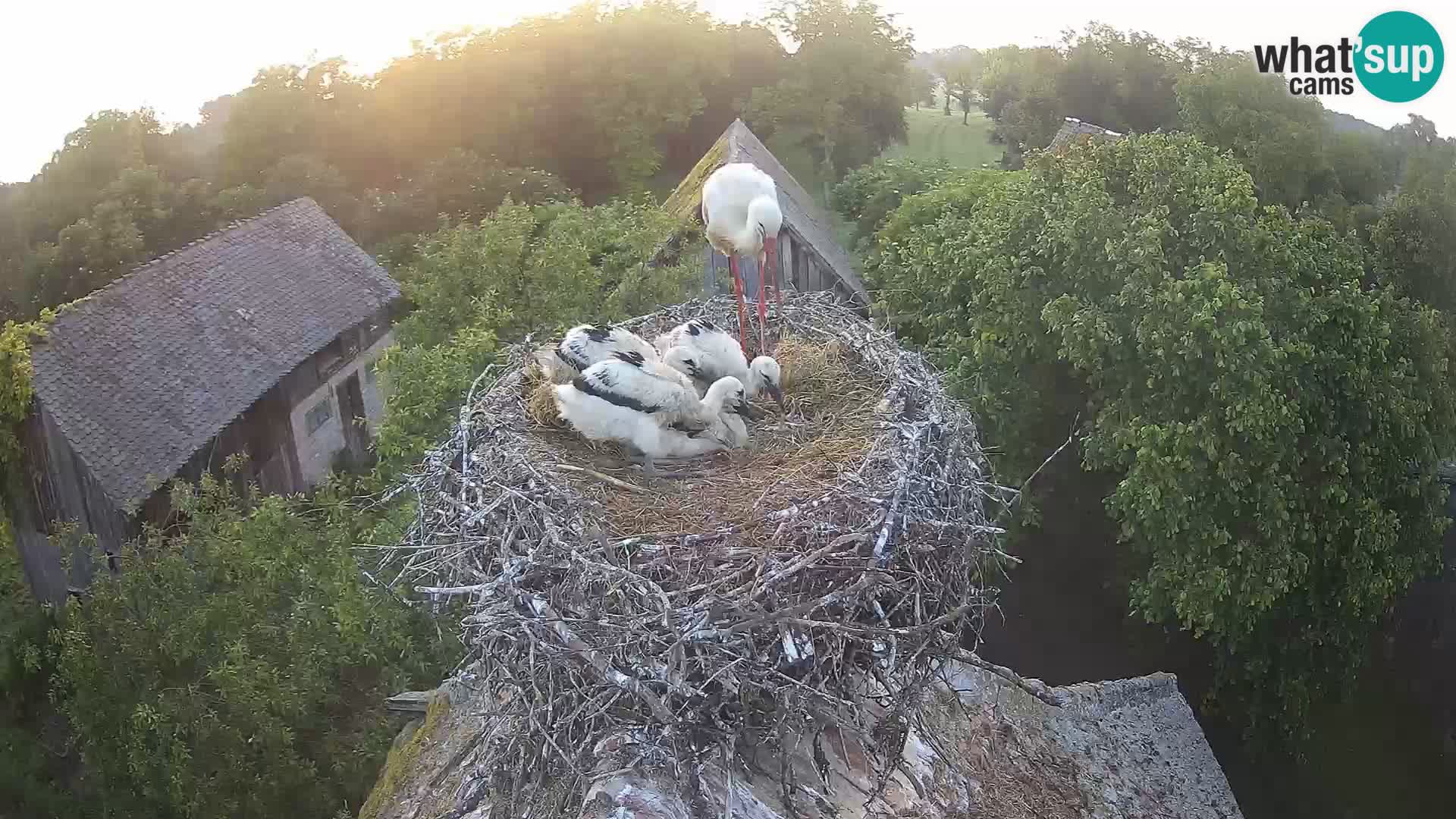 Pueblo europeo de cigüeñas camera en vivo Parque Natural Lonjsko polje