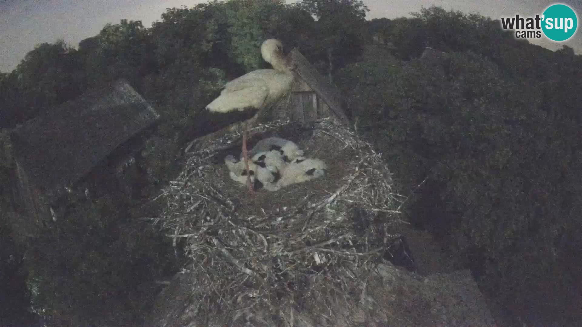 Live webcam European stork village – Lonjsko polje Nature Park