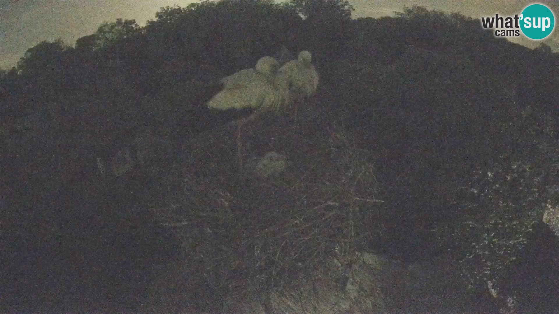 Webcam Europäisches Storchendorf – Naturpark Lonjsko polje