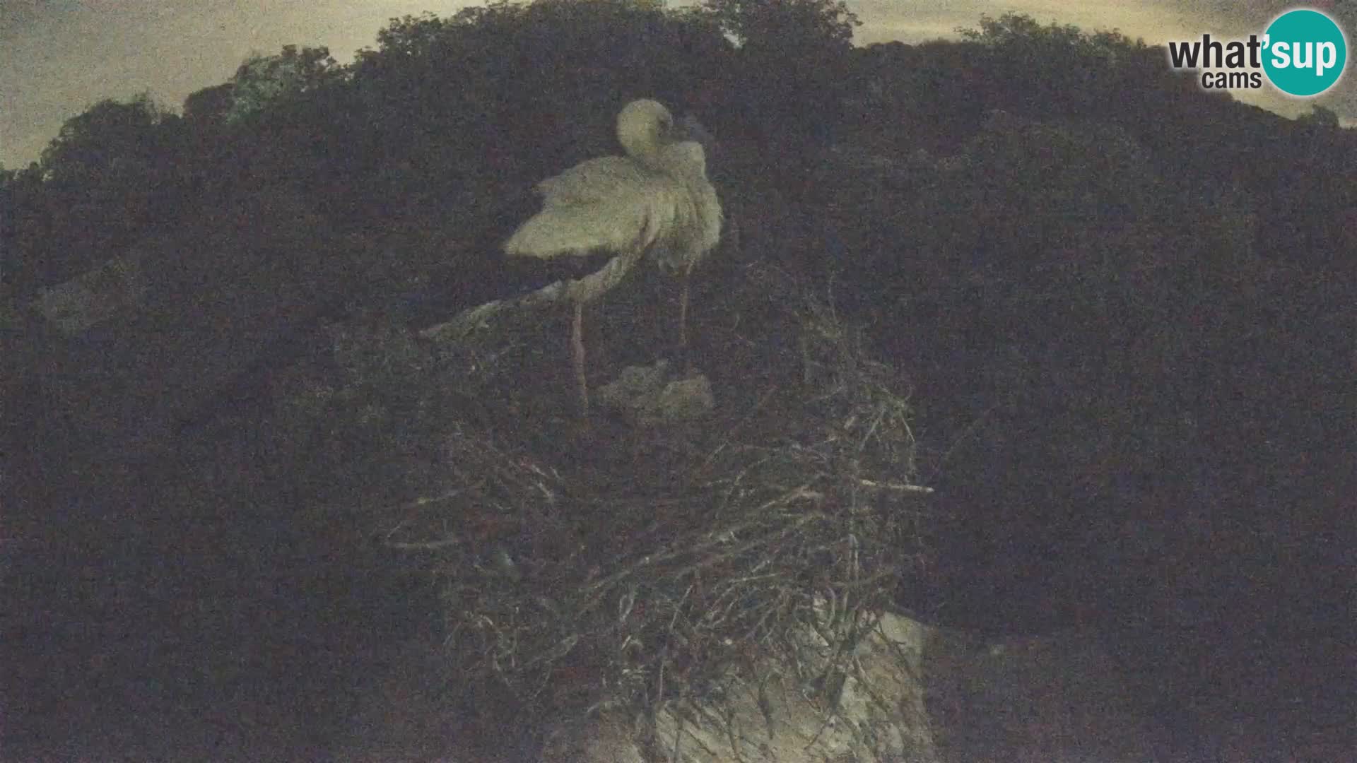 Pueblo europeo de cigüeñas camera en vivo Parque Natural Lonjsko polje