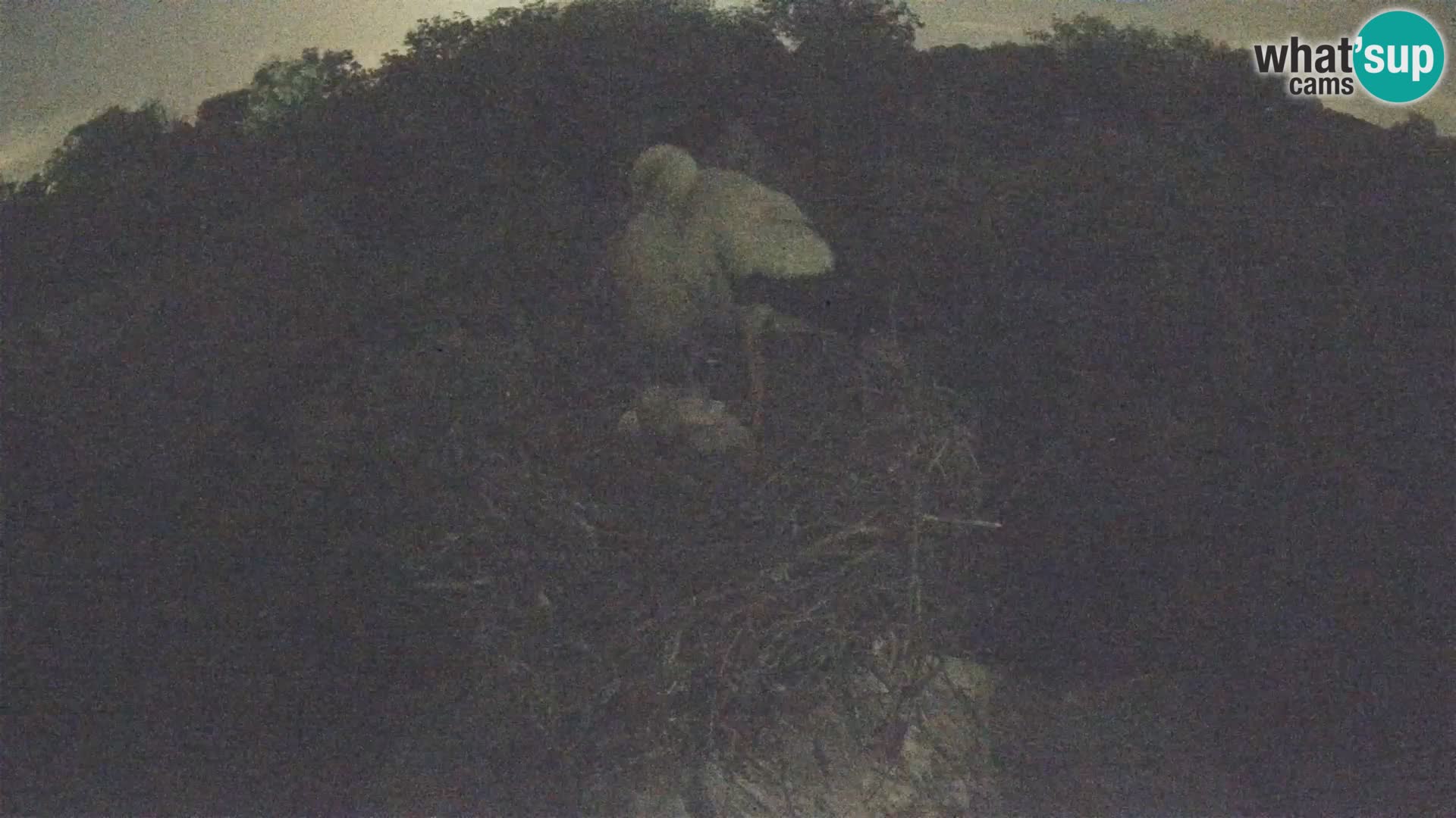 Webcam Europäisches Storchendorf – Naturpark Lonjsko polje
