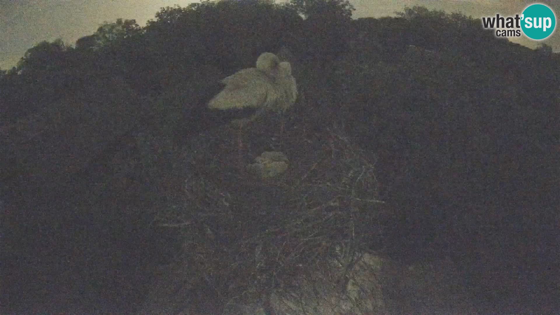 U živo Europsko selo roda – Park prirode Lonjsko polje