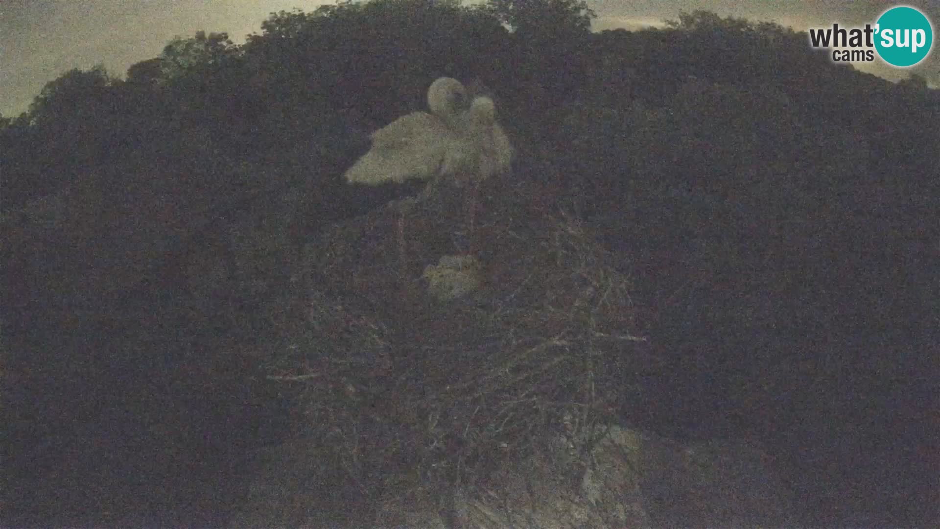 Pueblo europeo de cigüeñas camera en vivo Parque Natural Lonjsko polje