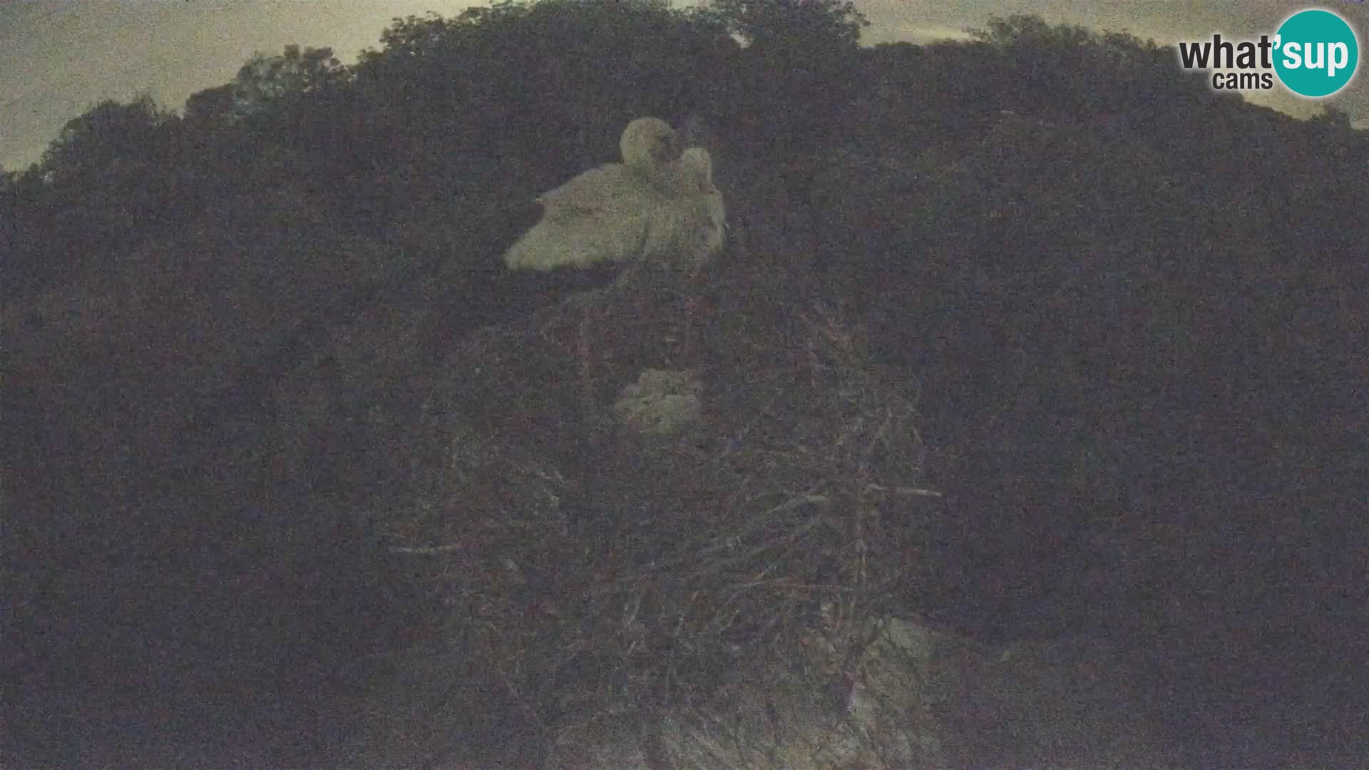 Evropska vas štorklje – Krajinski park Lonjsko polje spletna kamera