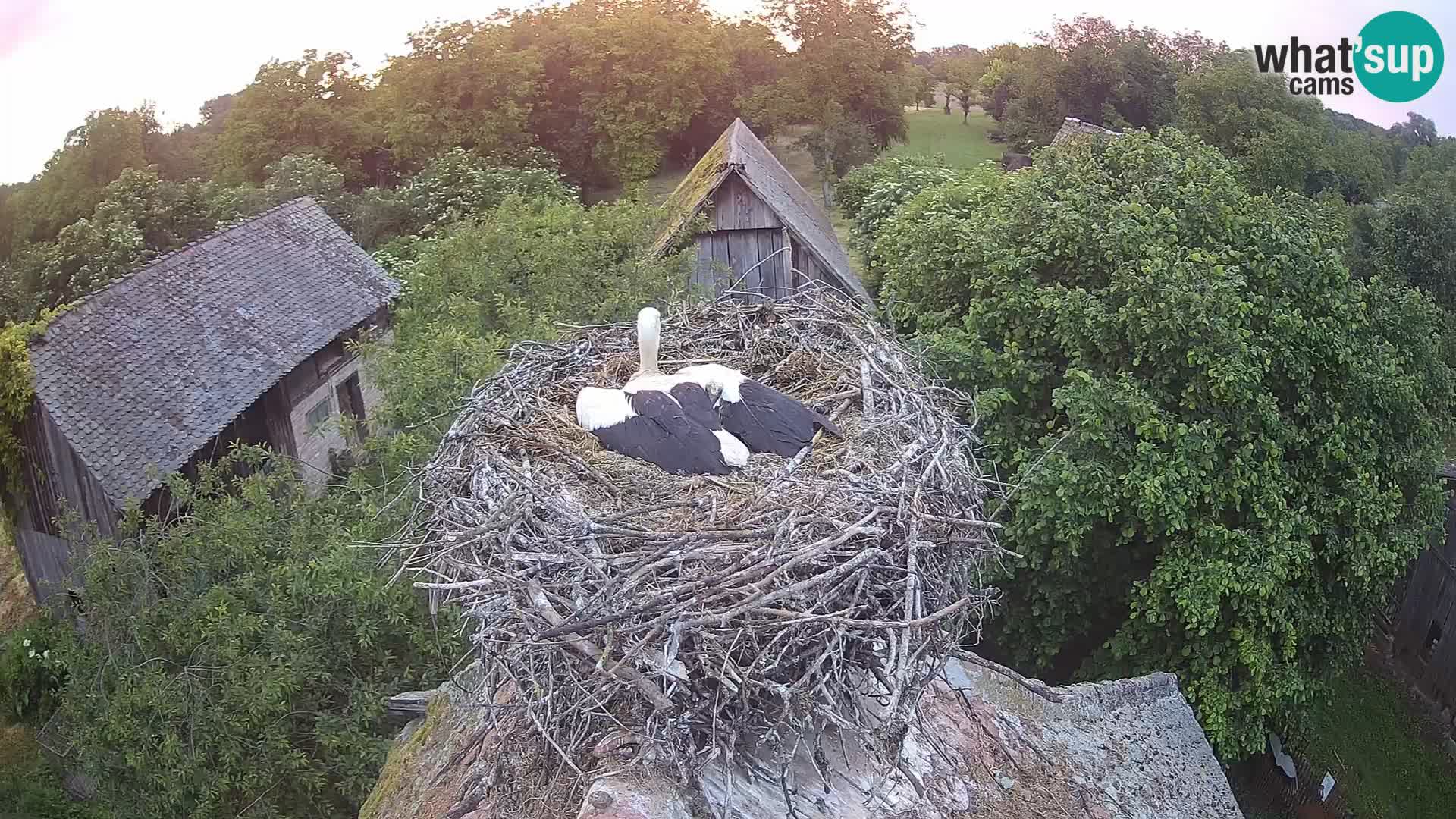 Villaggio delle cicogne europee webcam Parco naturale di Lonjsko polje