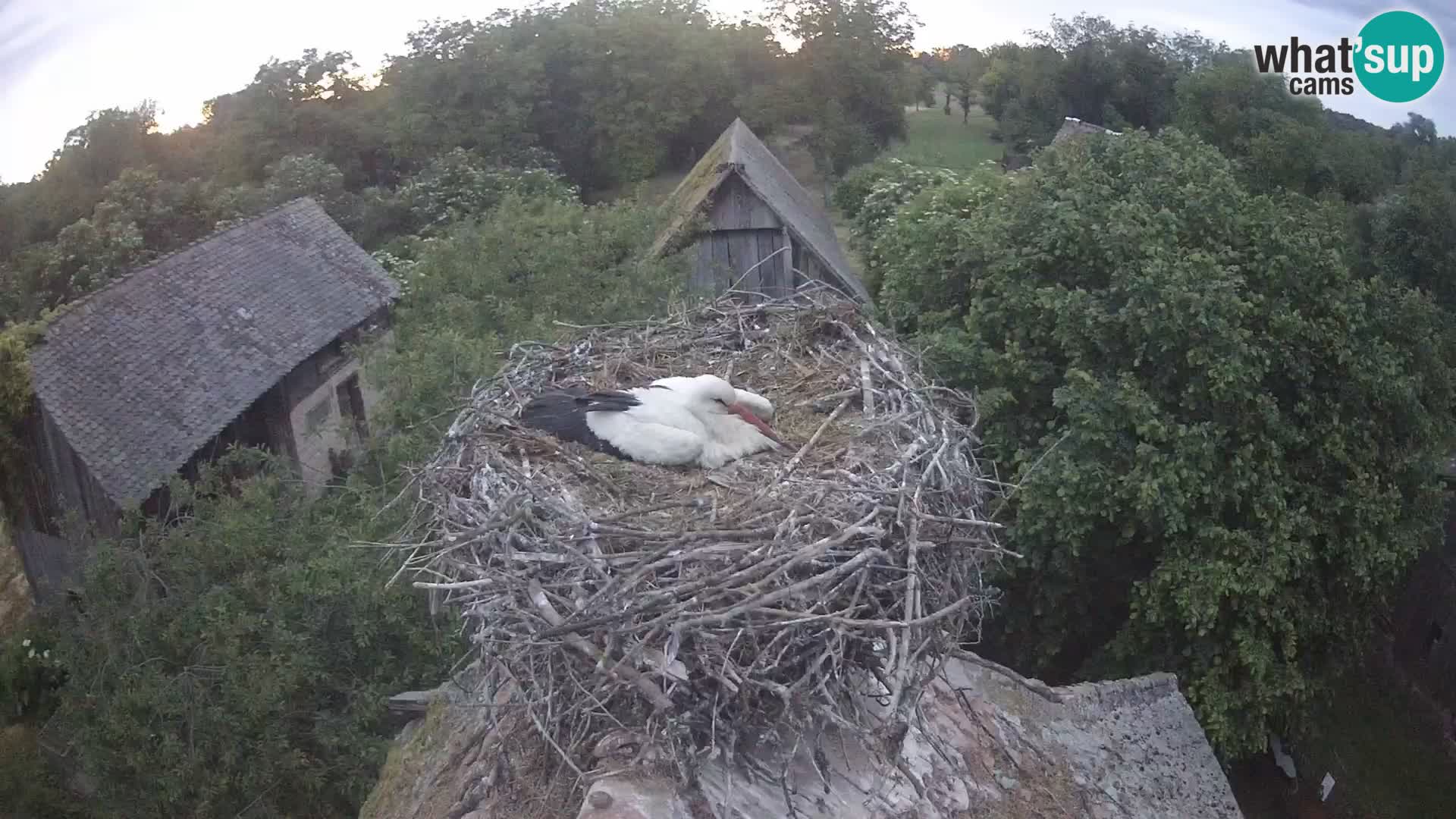 Pueblo europeo de cigüeñas camera en vivo Parque Natural Lonjsko polje