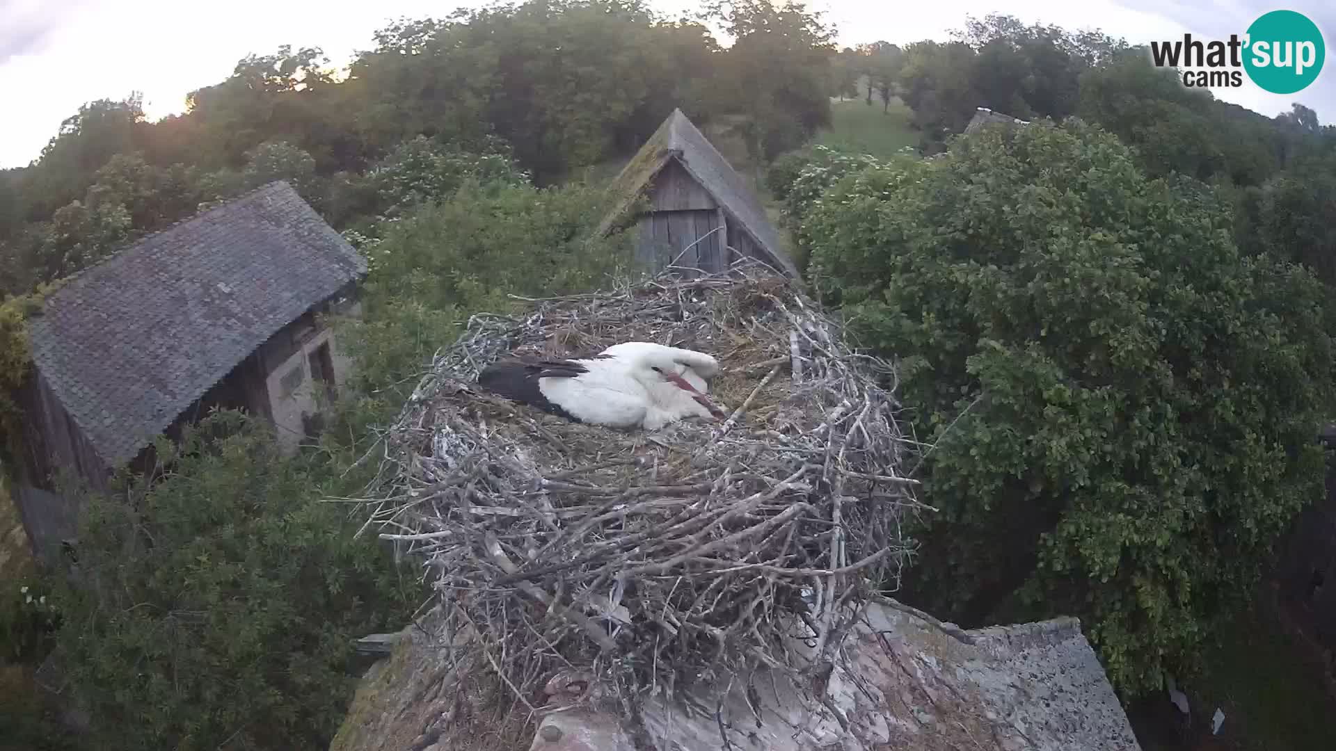 Pueblo europeo de cigüeñas camera en vivo Parque Natural Lonjsko polje