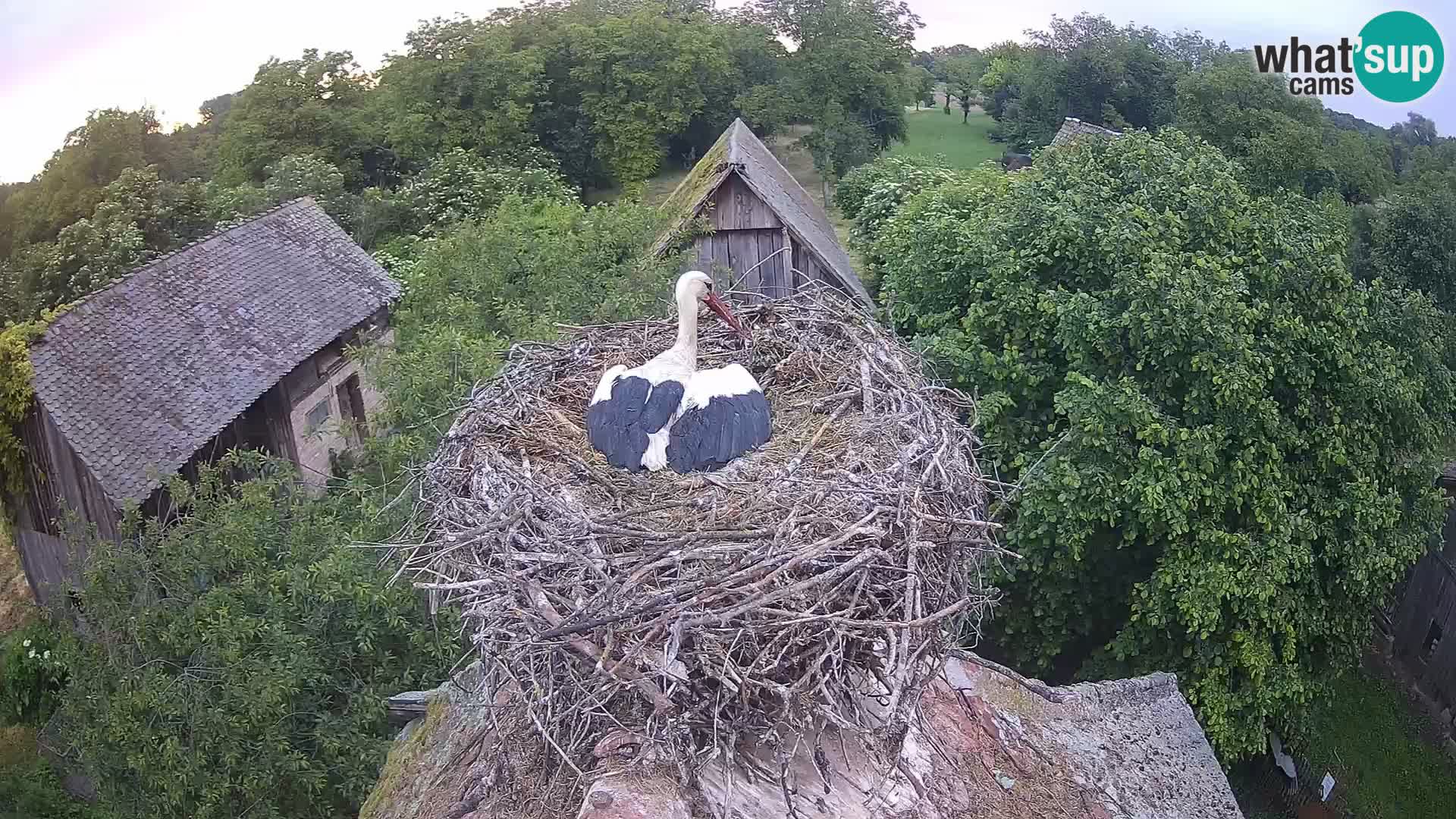 Pueblo europeo de cigüeñas camera en vivo Parque Natural Lonjsko polje