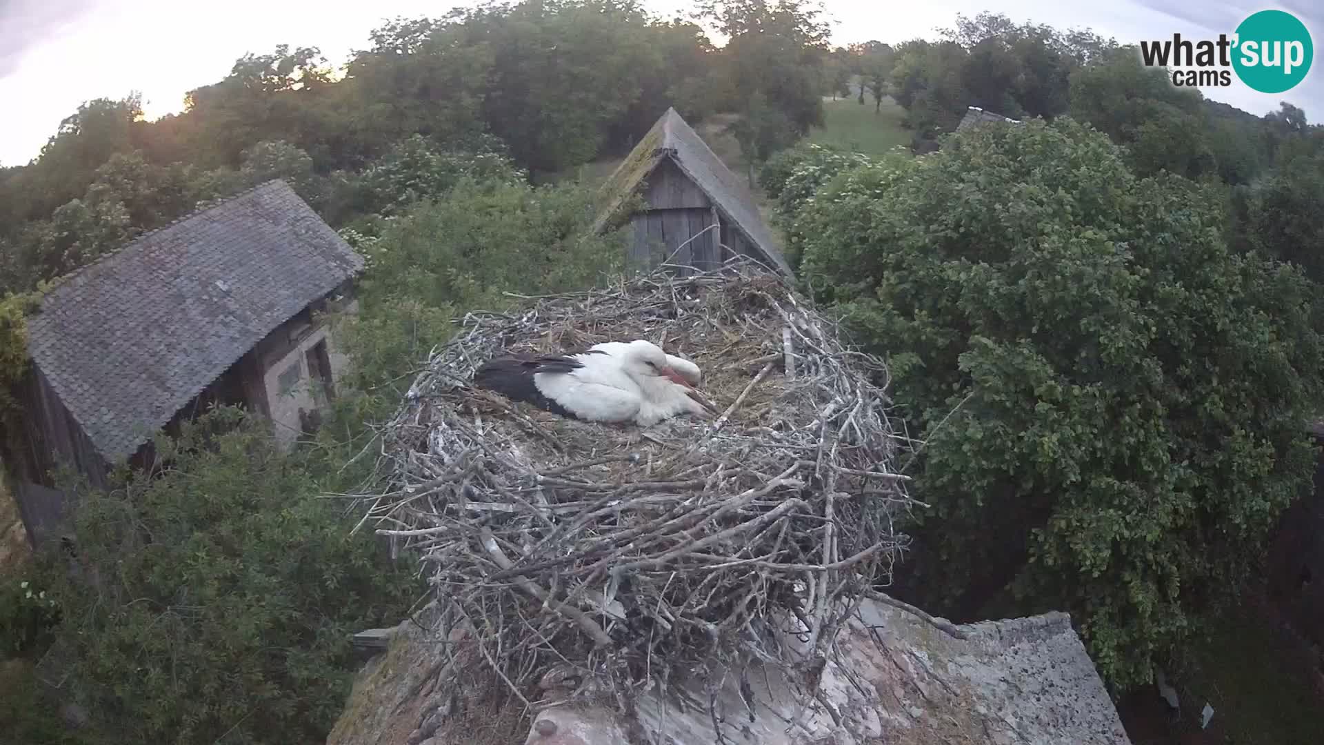 Villaggio delle cicogne europee webcam Parco naturale di Lonjsko polje