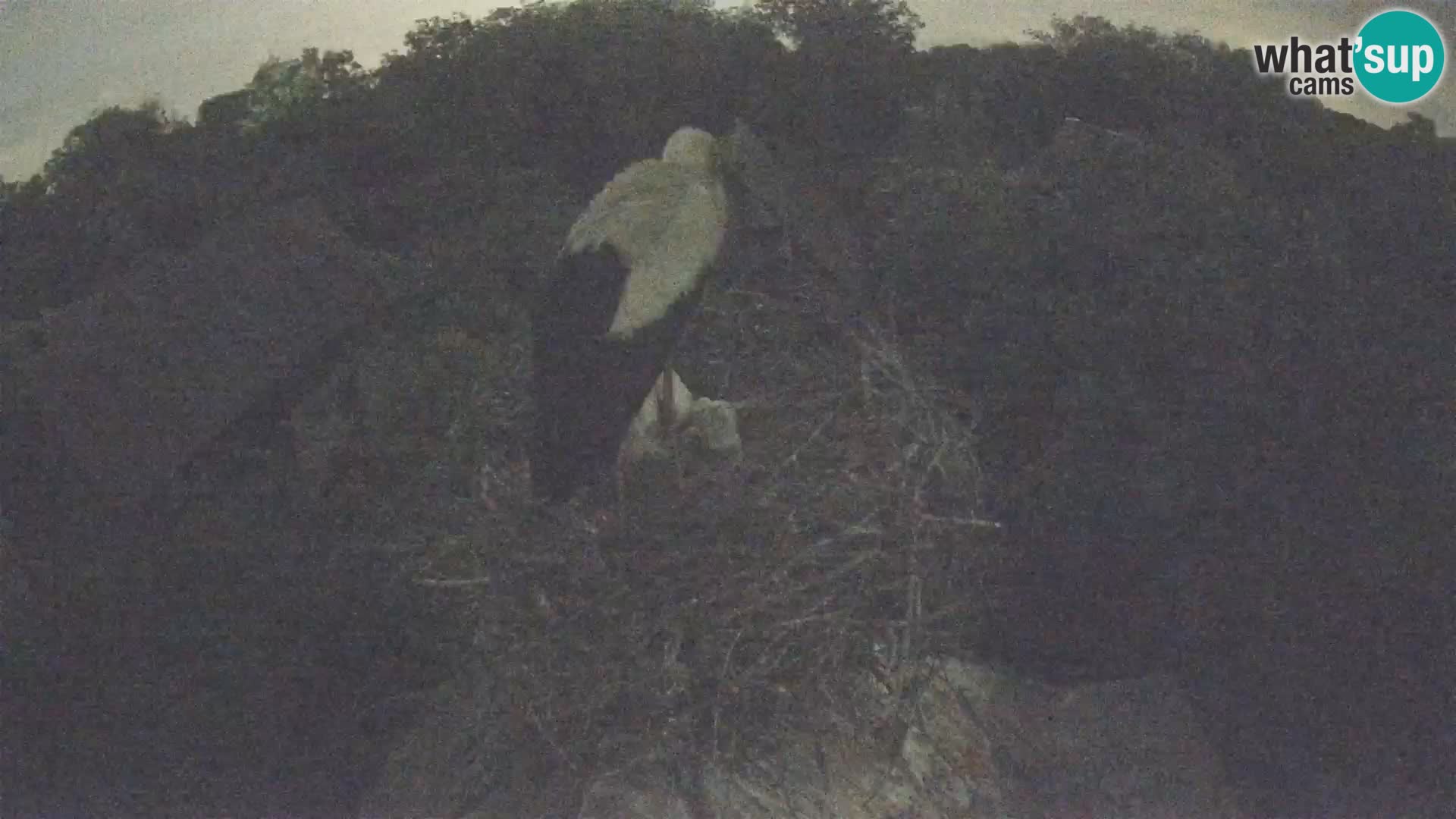 Webcam Europäisches Storchendorf – Naturpark Lonjsko polje
